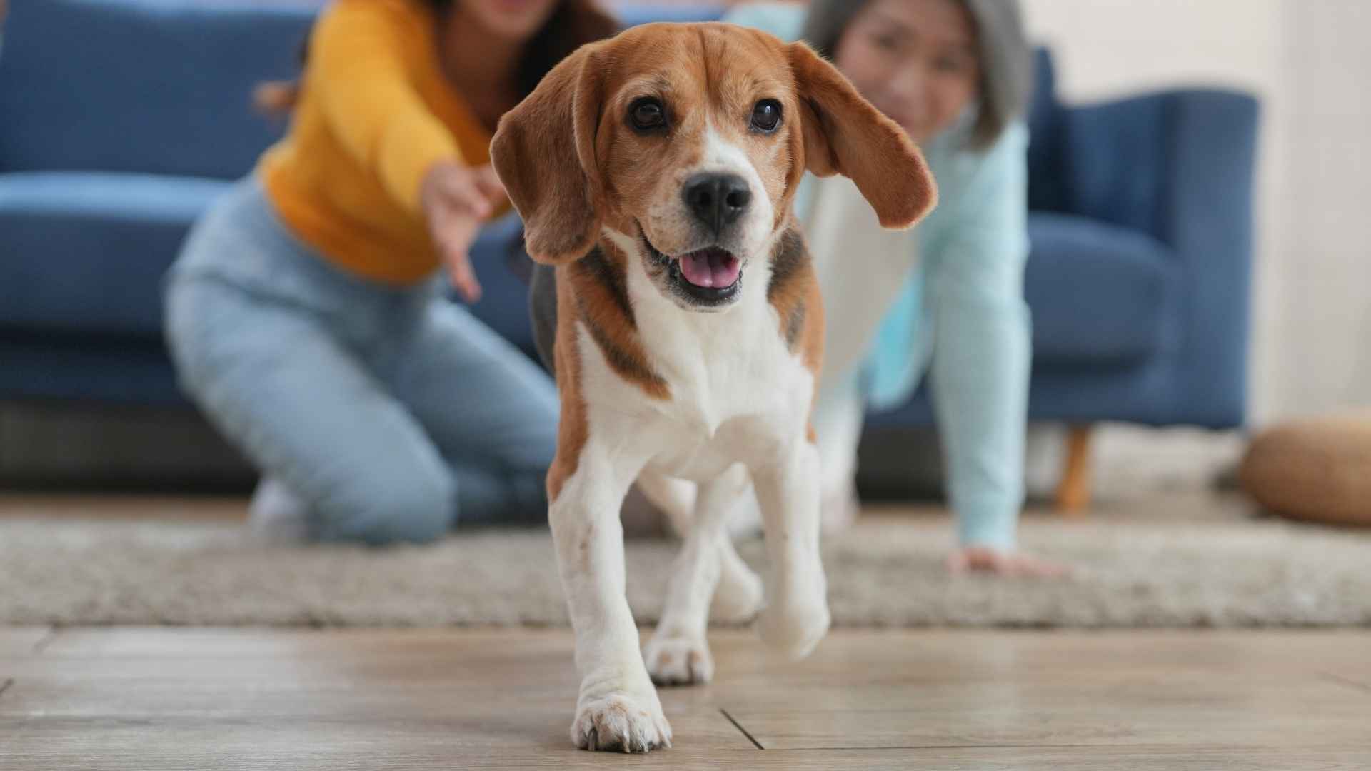 7 Perfect Active Low-Maintenance Dog Breeds: High Energy, Low Fuss