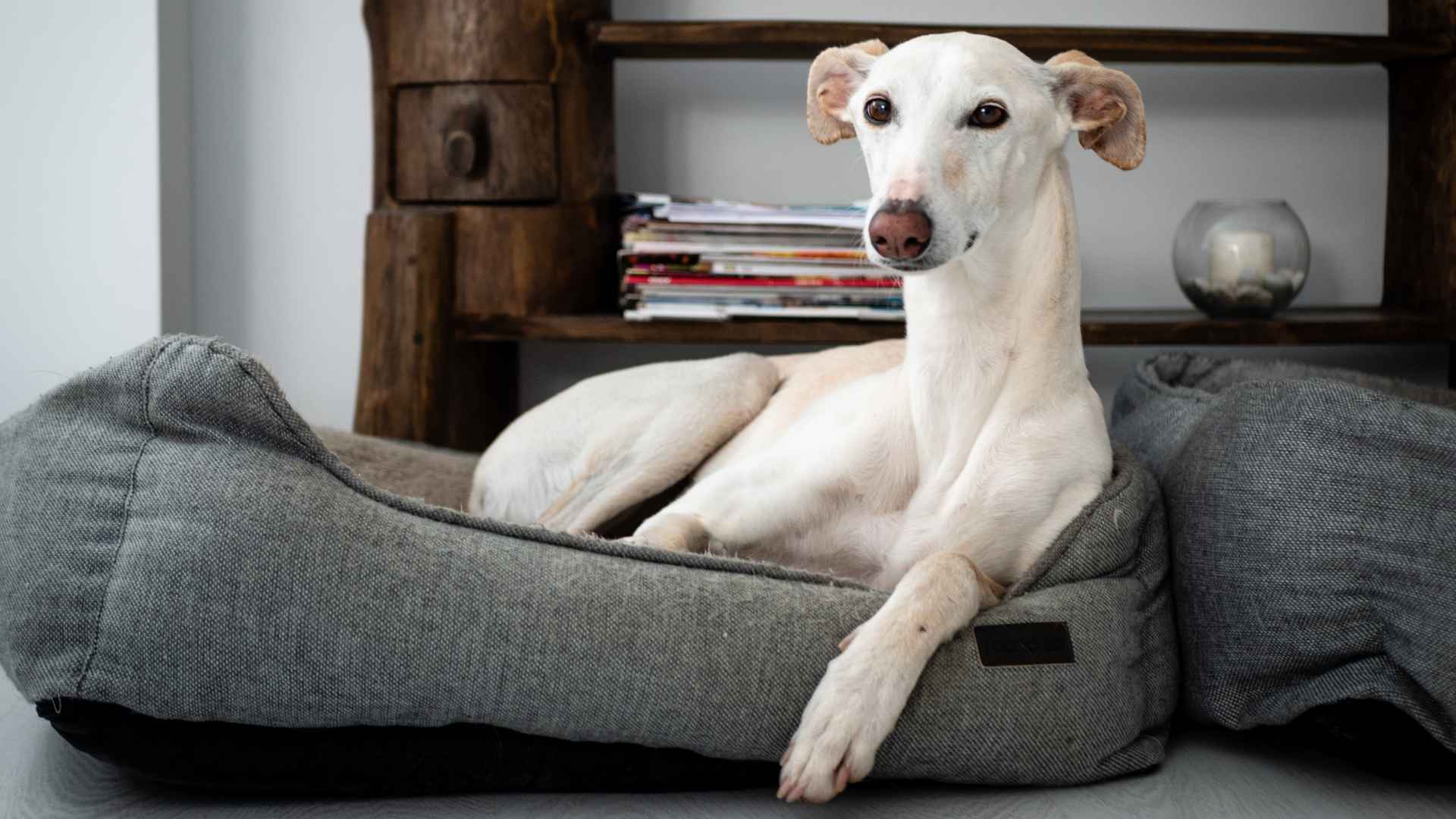 7 Perfect Dog Breeds For Minimalists: Minimalism At Its Best