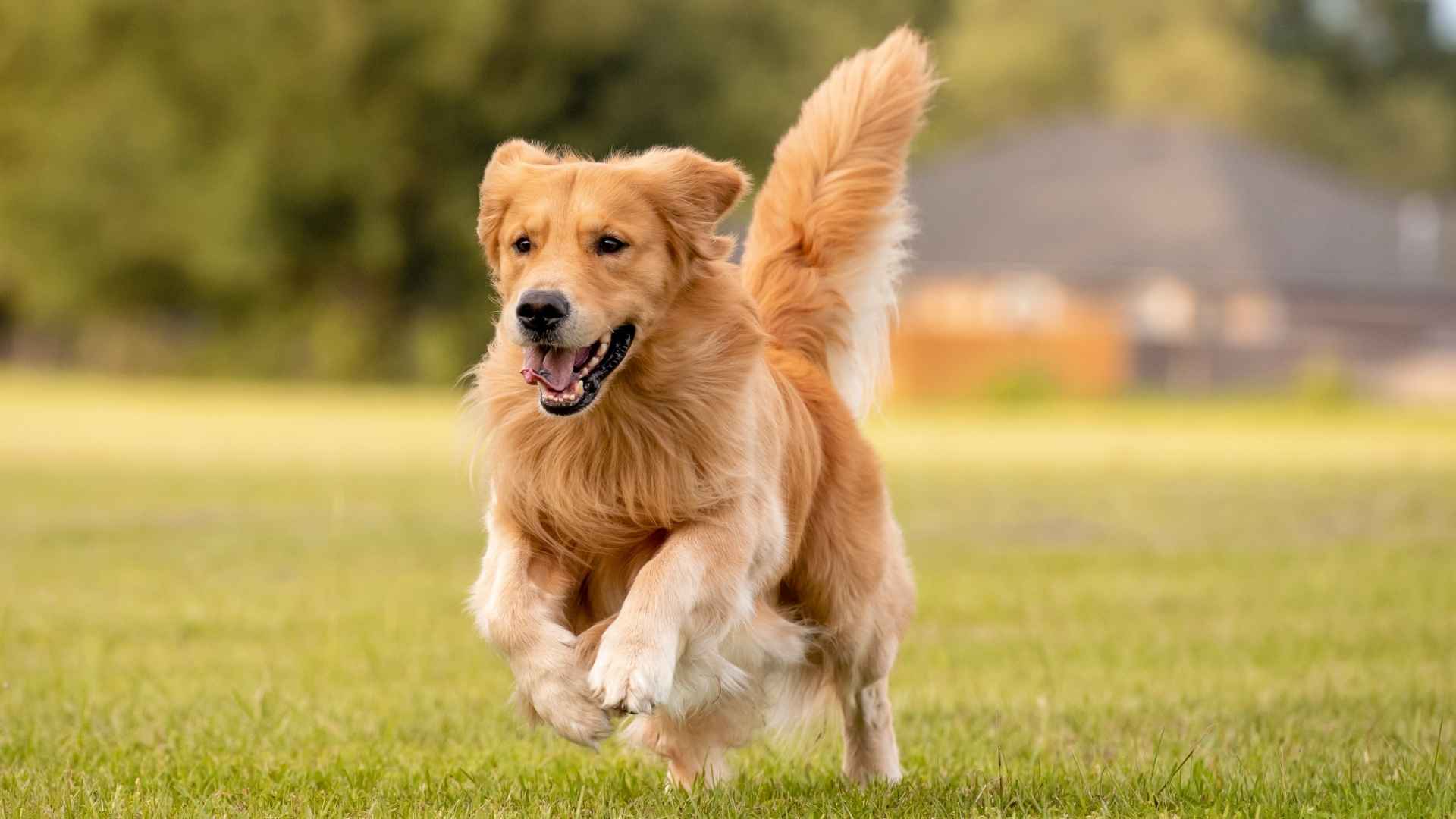7 Playful Large Dog Breeds That Love Fun and Games