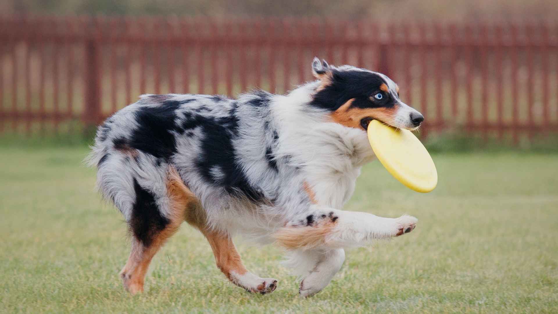 7 Playful Medium Dog Breeds for Active Homes