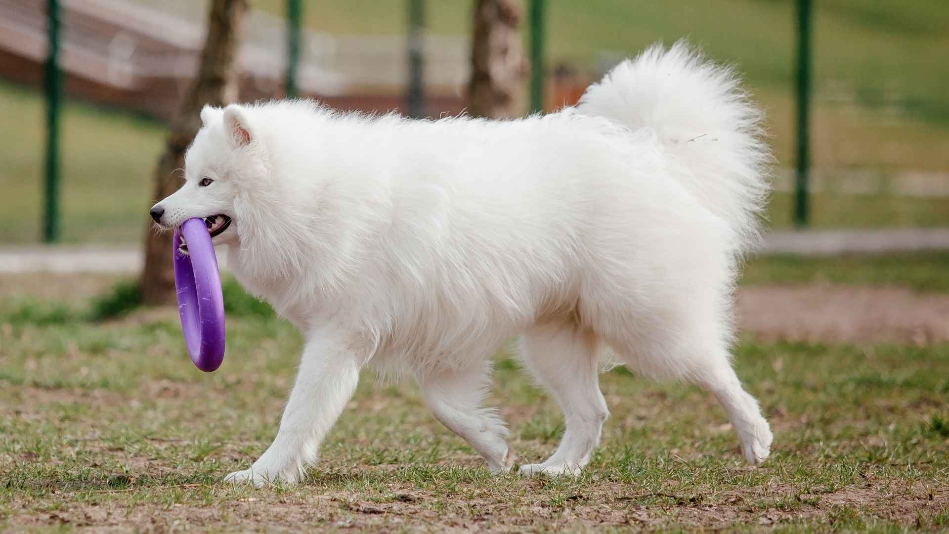 7 Playful Mid-Sized Dog Breeds That Never Say No to Fun