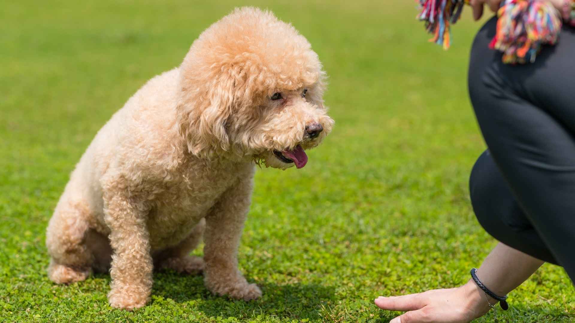 7 Playful and Social Dog Breeds: The Fun Ones