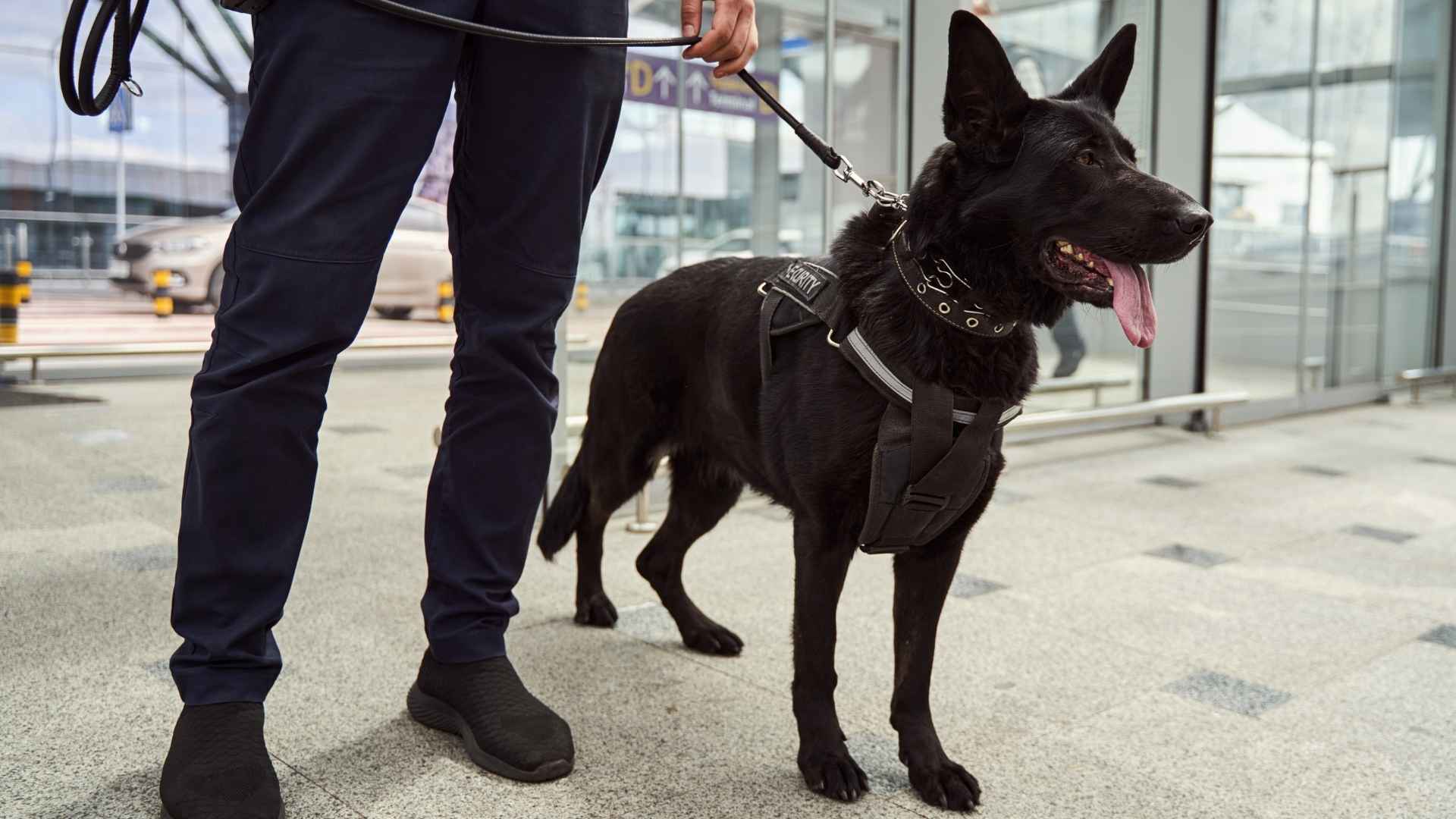 7 Police Dog Breeds Trusted by Police Forces Everywhere
