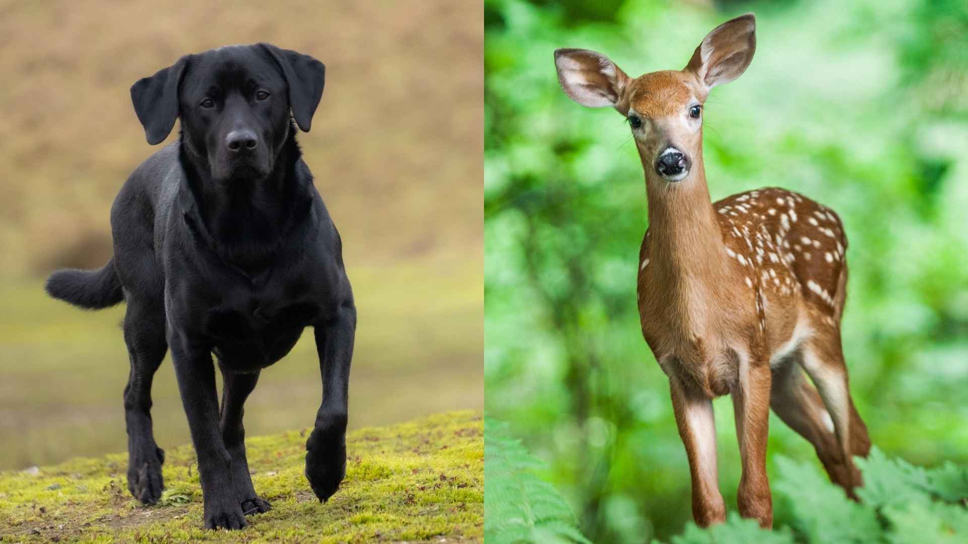 7 Popular Deer Tracking Dog Breeds: Man's Best Tracker