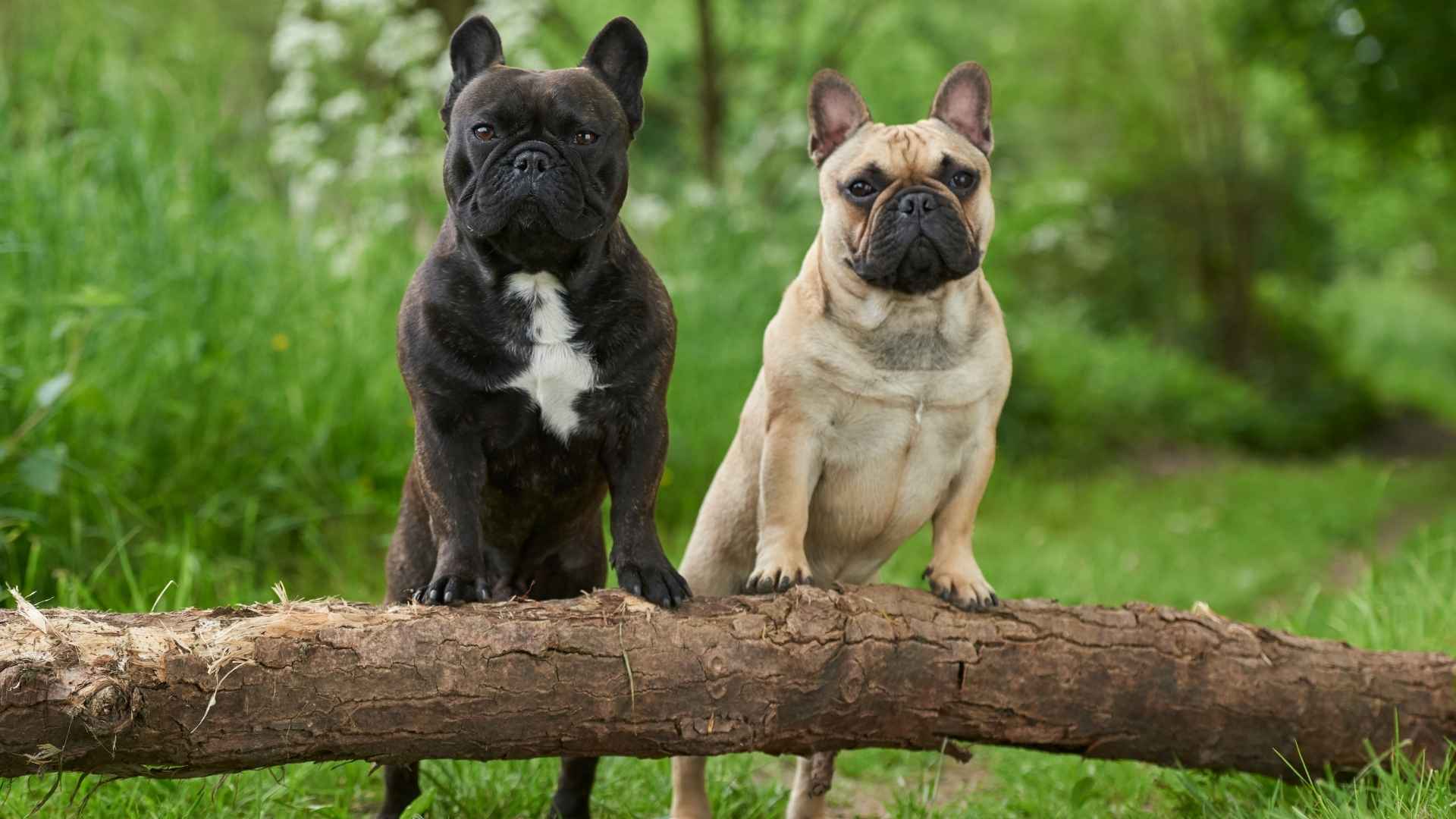 7 Popular Dog Breeds Most Likely to Be Dognapped