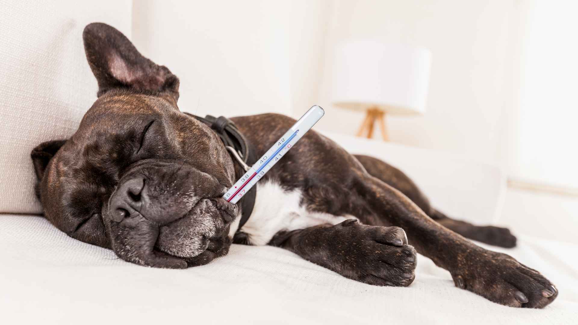 7 Popular Dog Breeds Prone to Health Issues—Here's What to Know