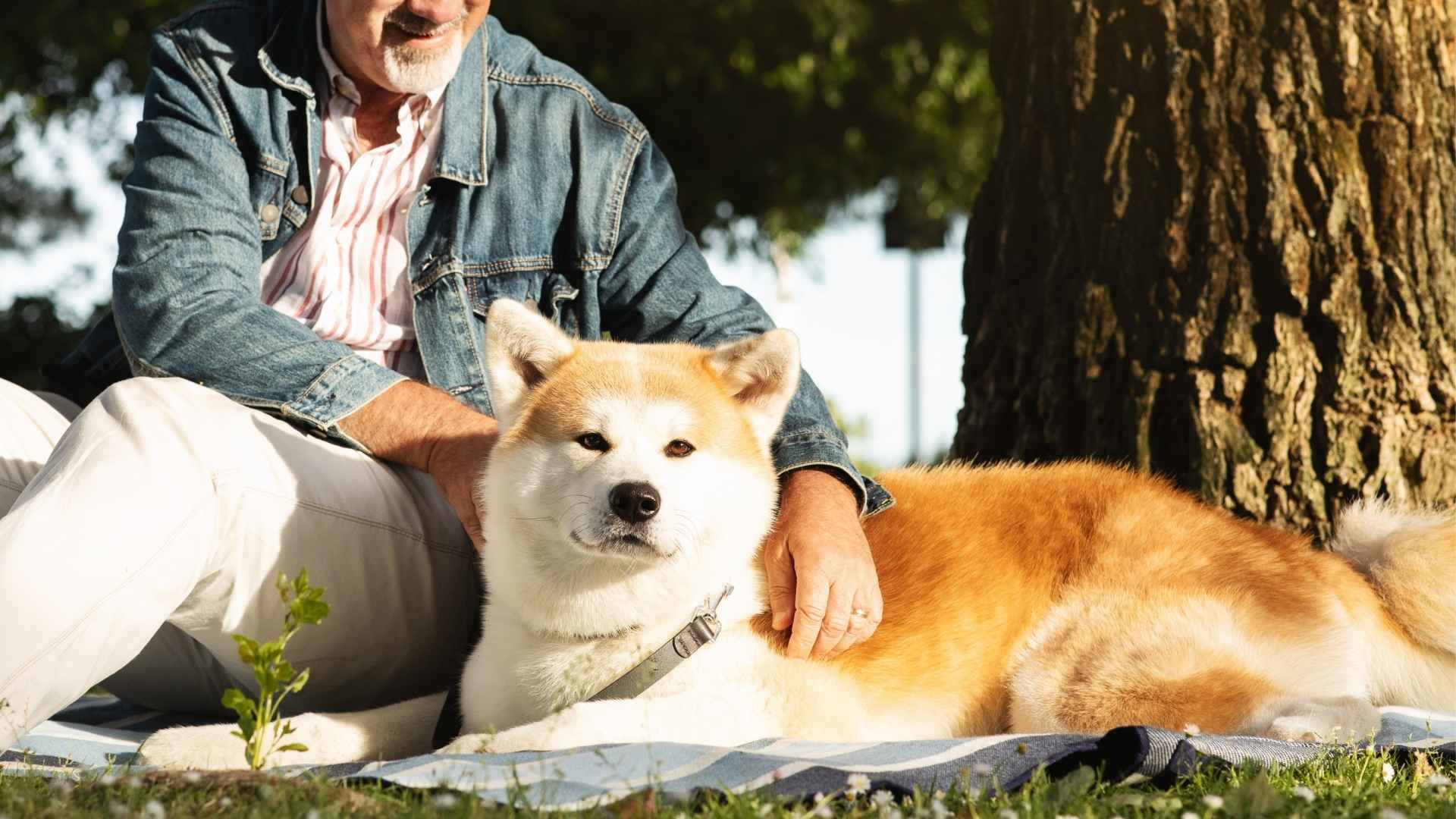 7 Popular Guard Dog Breeds for Introverts: Soulful Pups for Quiet Souls