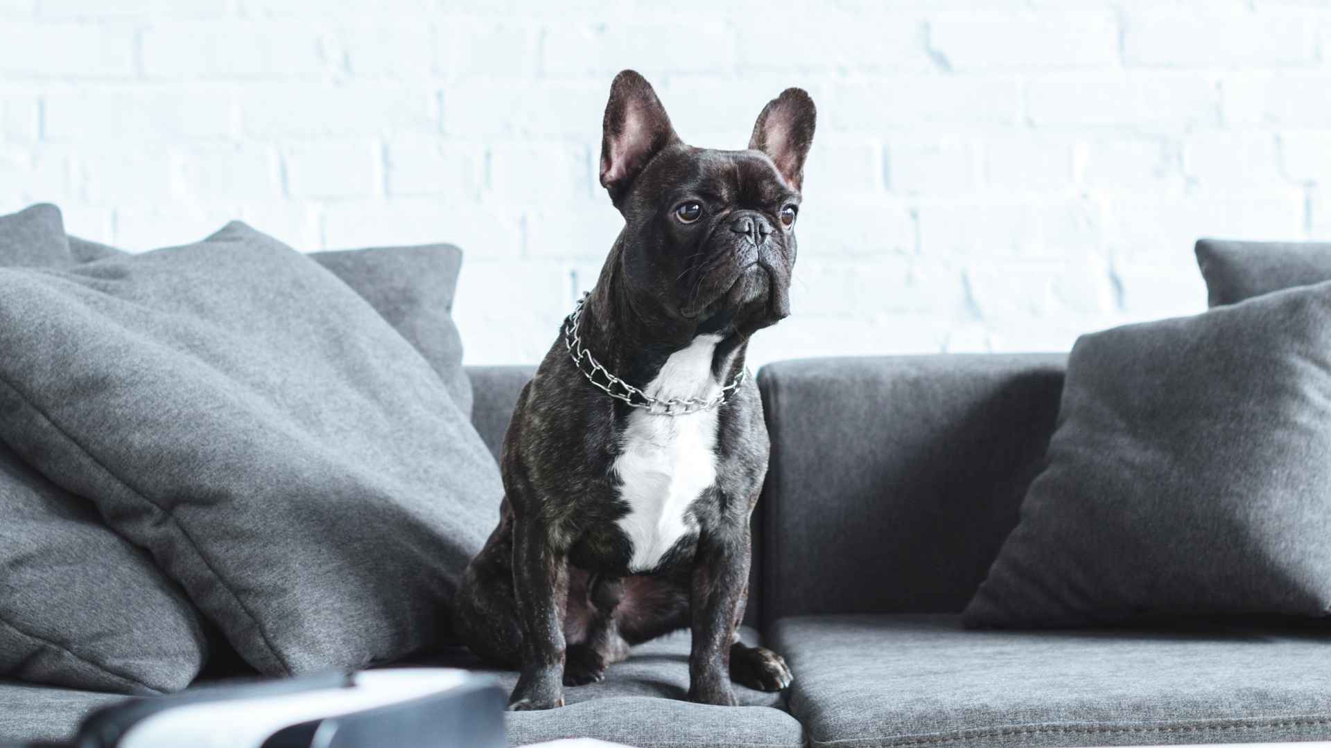 7 Quiet Apartment Dog Breeds That Stay Calm and Chill Indoors