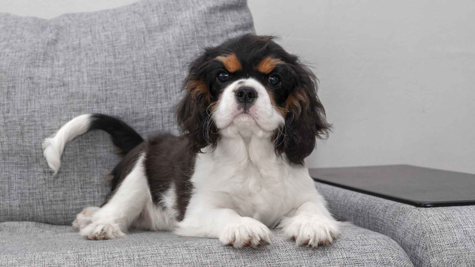 7 Quiet Dog Breeds For Apartments: The Easy-Going, Silent Fellows