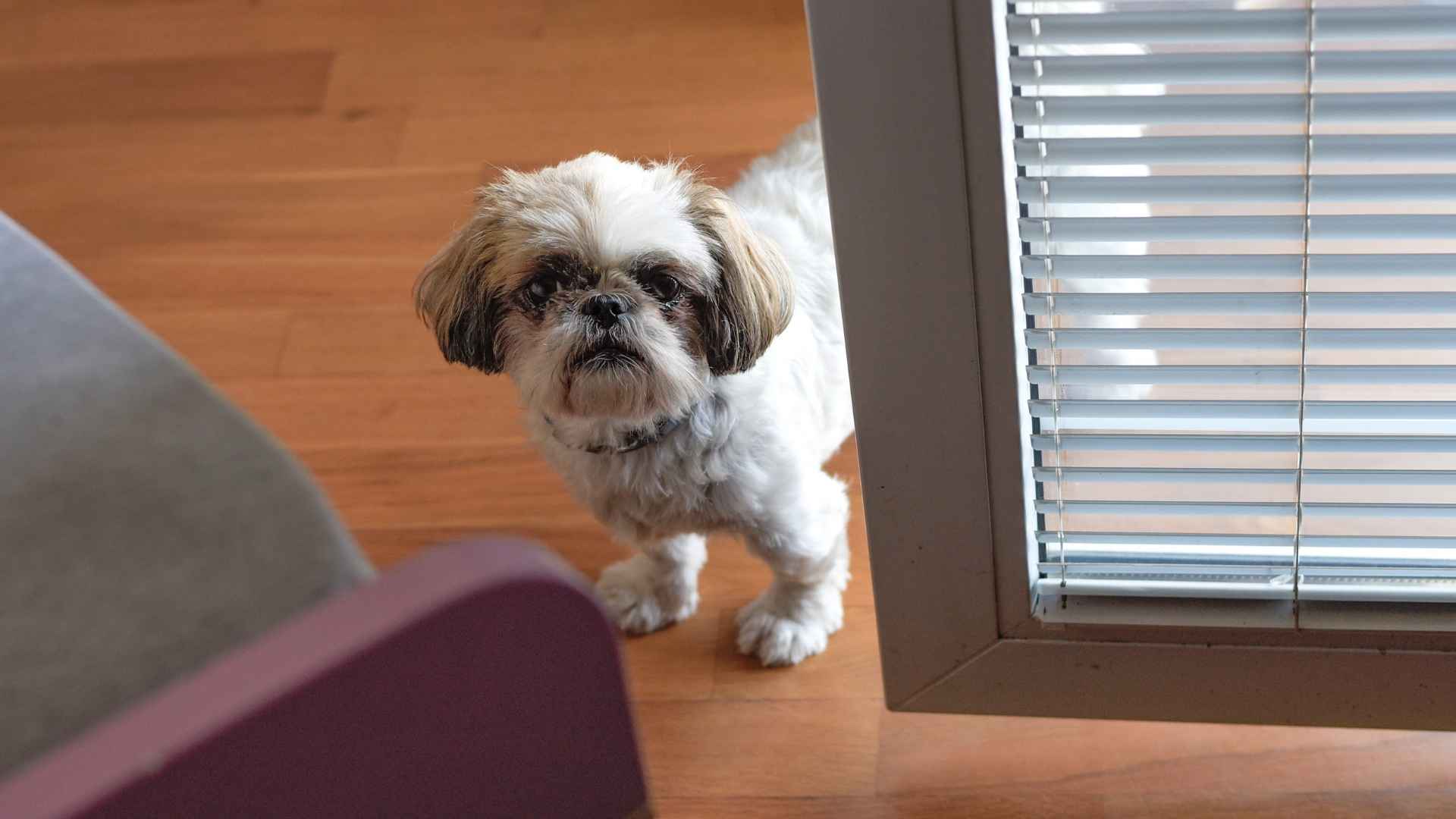 7 Quiet and Shy Dog Breeds That Thrive in Tranquil Homes