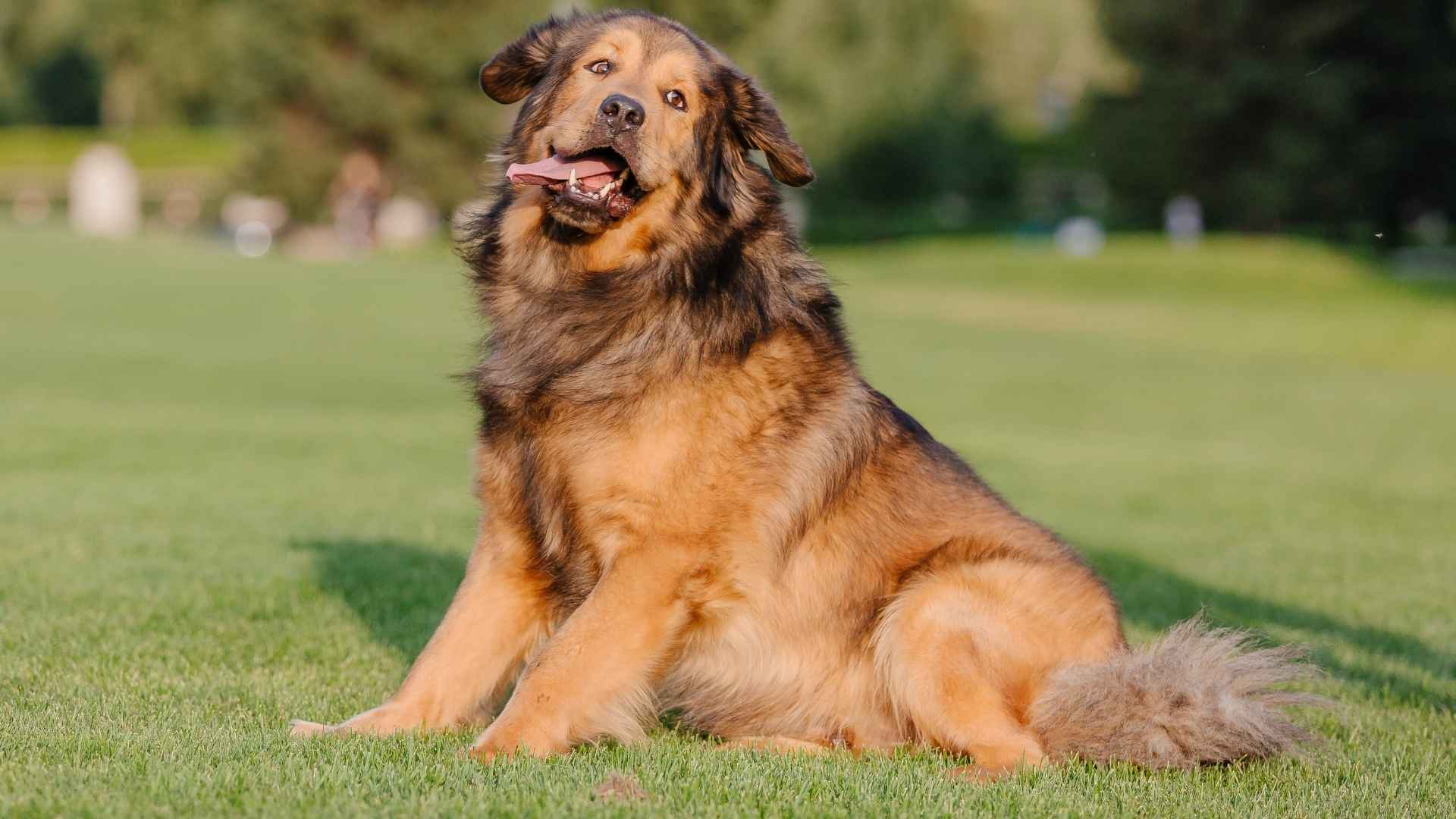 7 Rare Large Dog Breeds You Shouldn’t Miss