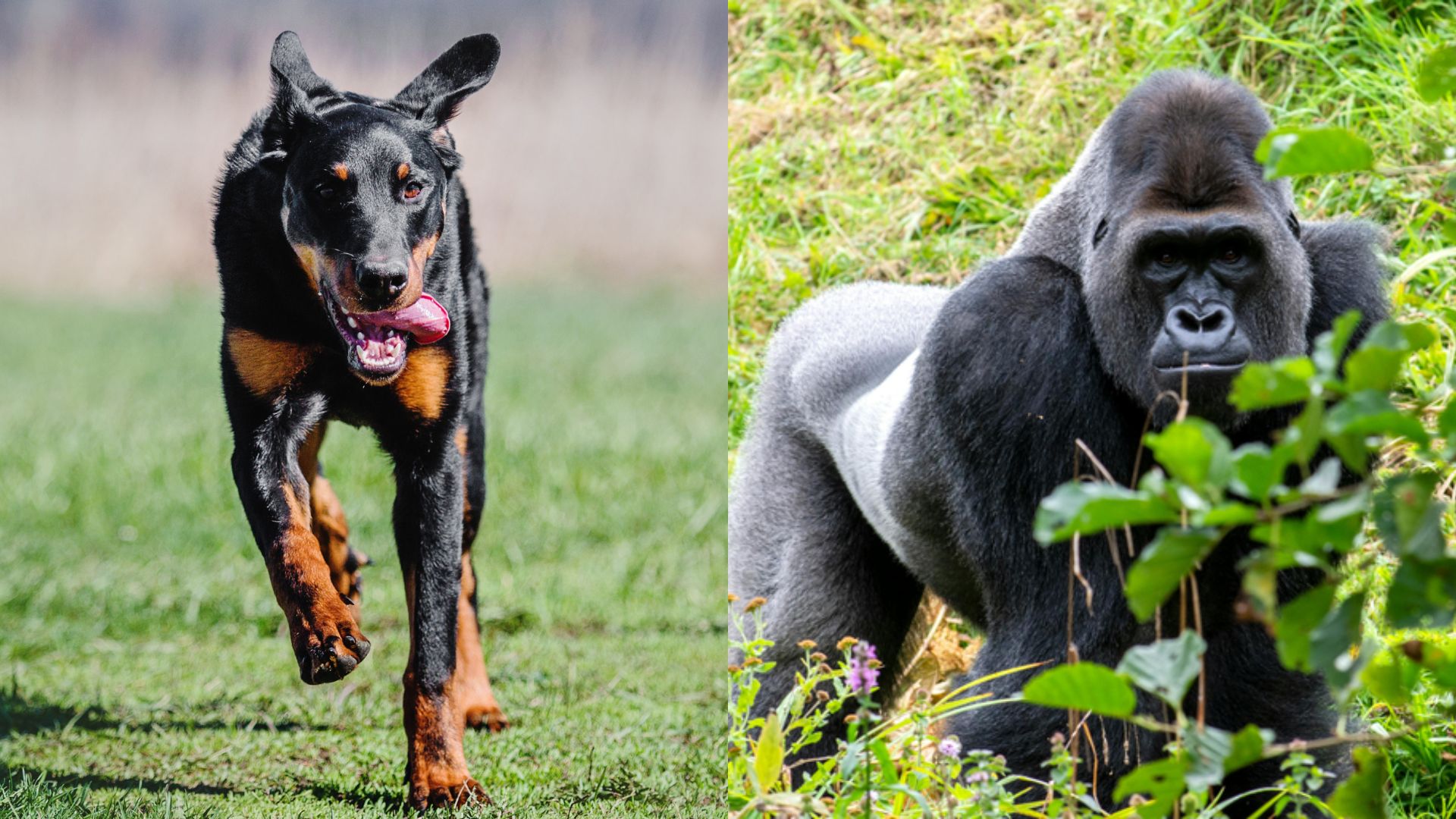 7 Guard dog breeds that could stand against gorillas