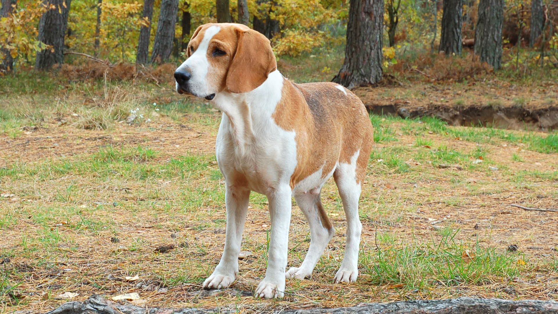 7 Rare Working Dog Breeds You’ve Probably Never Heard Of