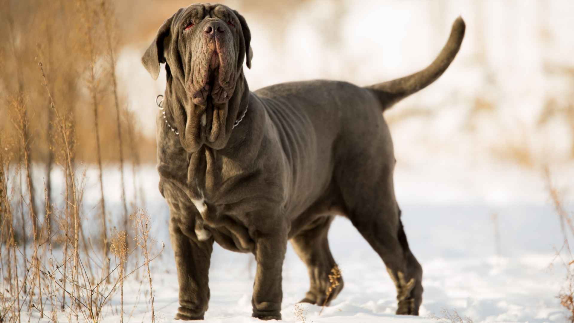 7 Really Big Dog Breeds
