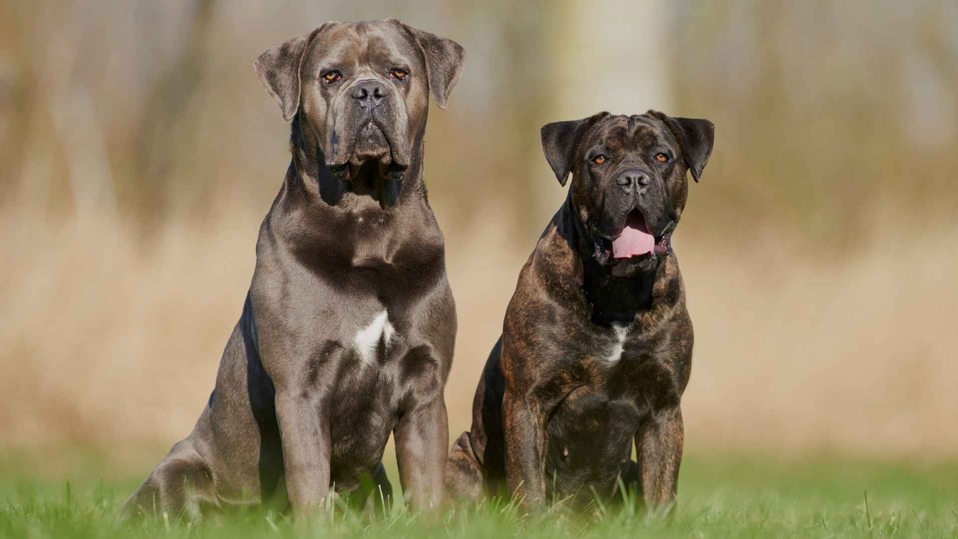 7 Roman Dog Breeds That Stood the Test of Time