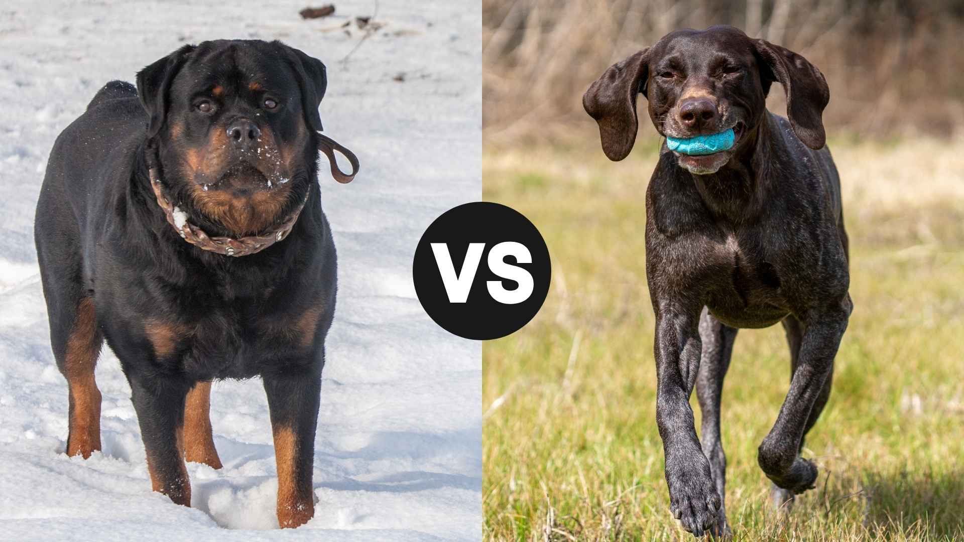 7 Rottweiler vs. German Shorthaired Pointer: Which Dog is Right for You?