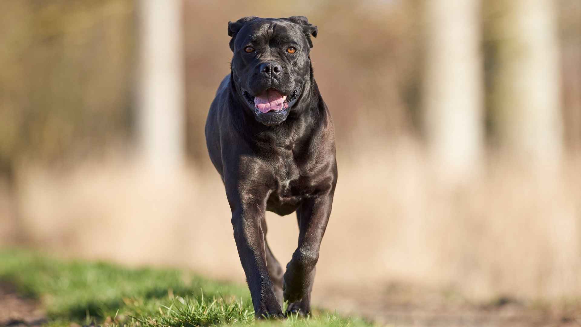 7 Scariest Looking Dog Breeds That Would Guard Your Heart and Home