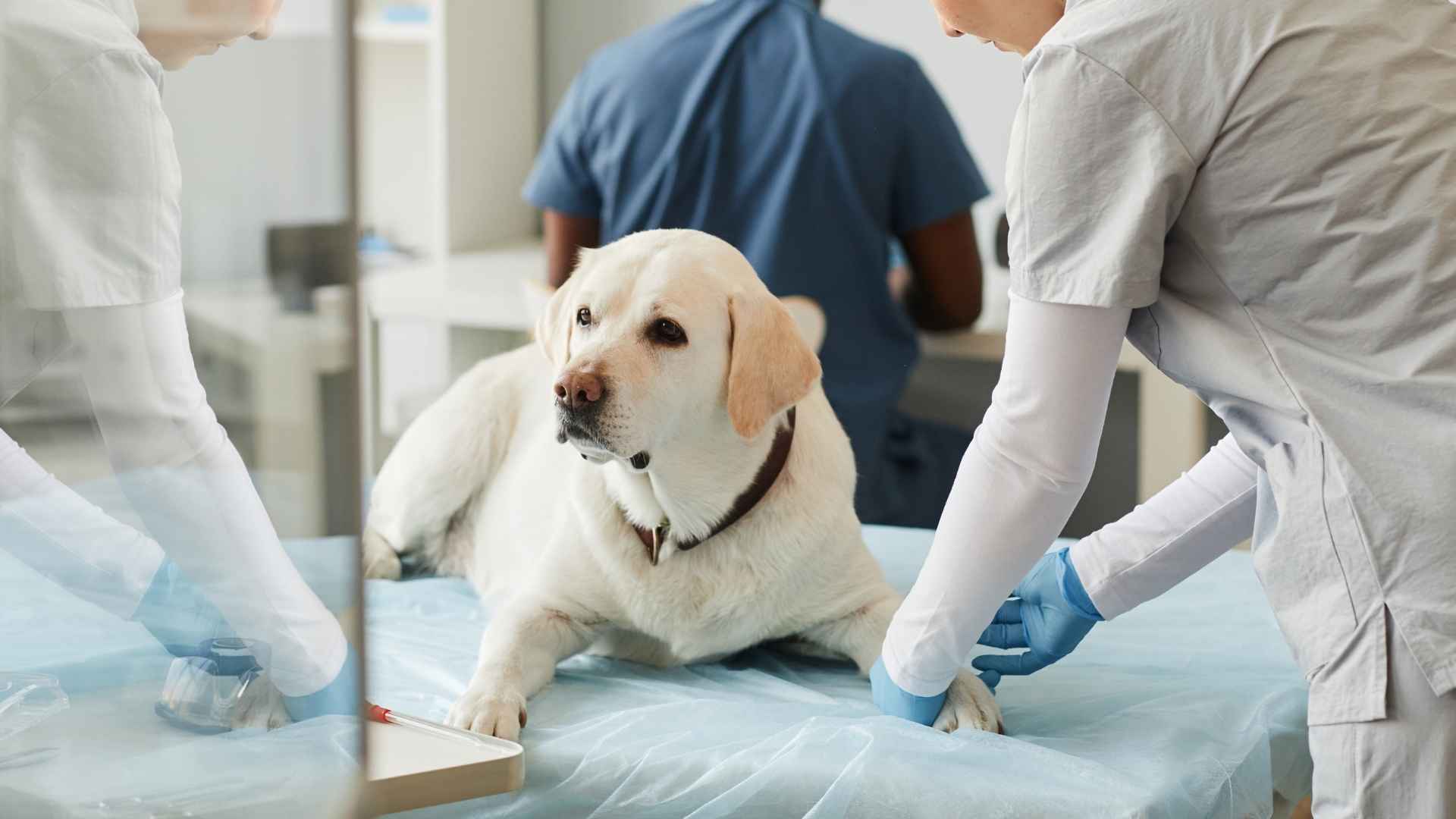 7 Sensitive Stomach Dog Breeds and How to Care for Them