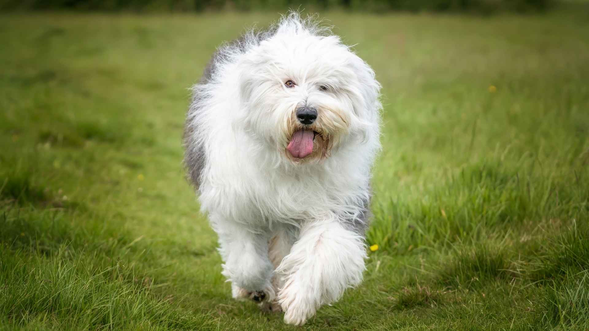 7 Sheep Herding Dog Breeds for Working Farms