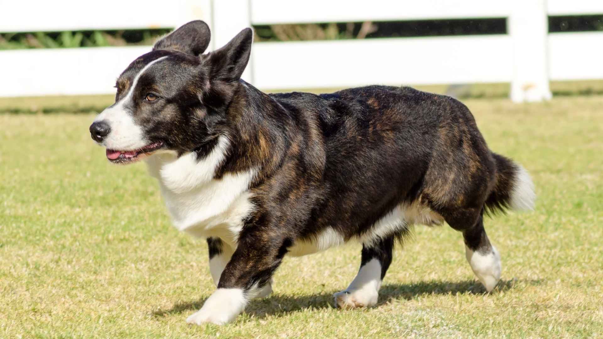 7 Short-Legged Dog Breeds That Prove Size Doesn’t Matter