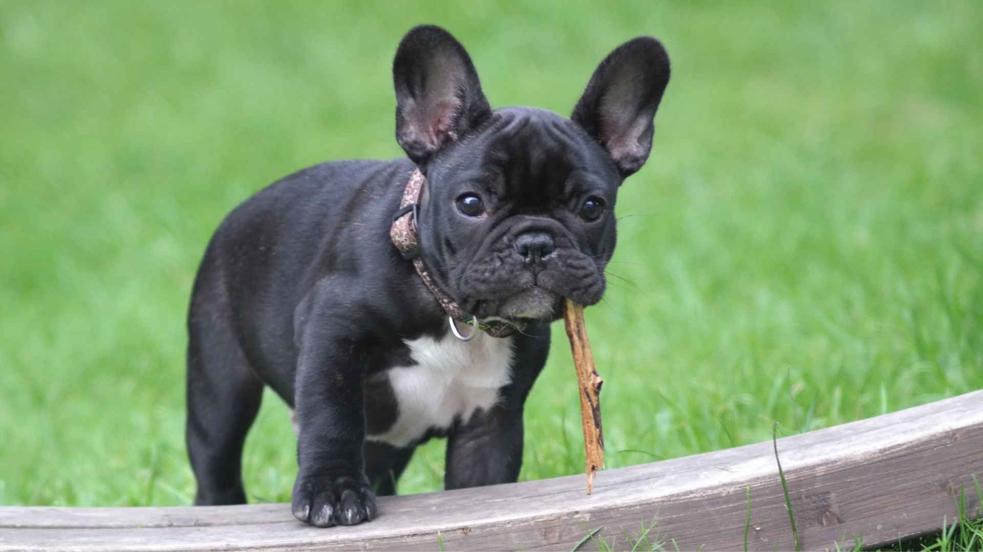 7 Short Snout Dog Breeds That Are Surprisingly Lovable