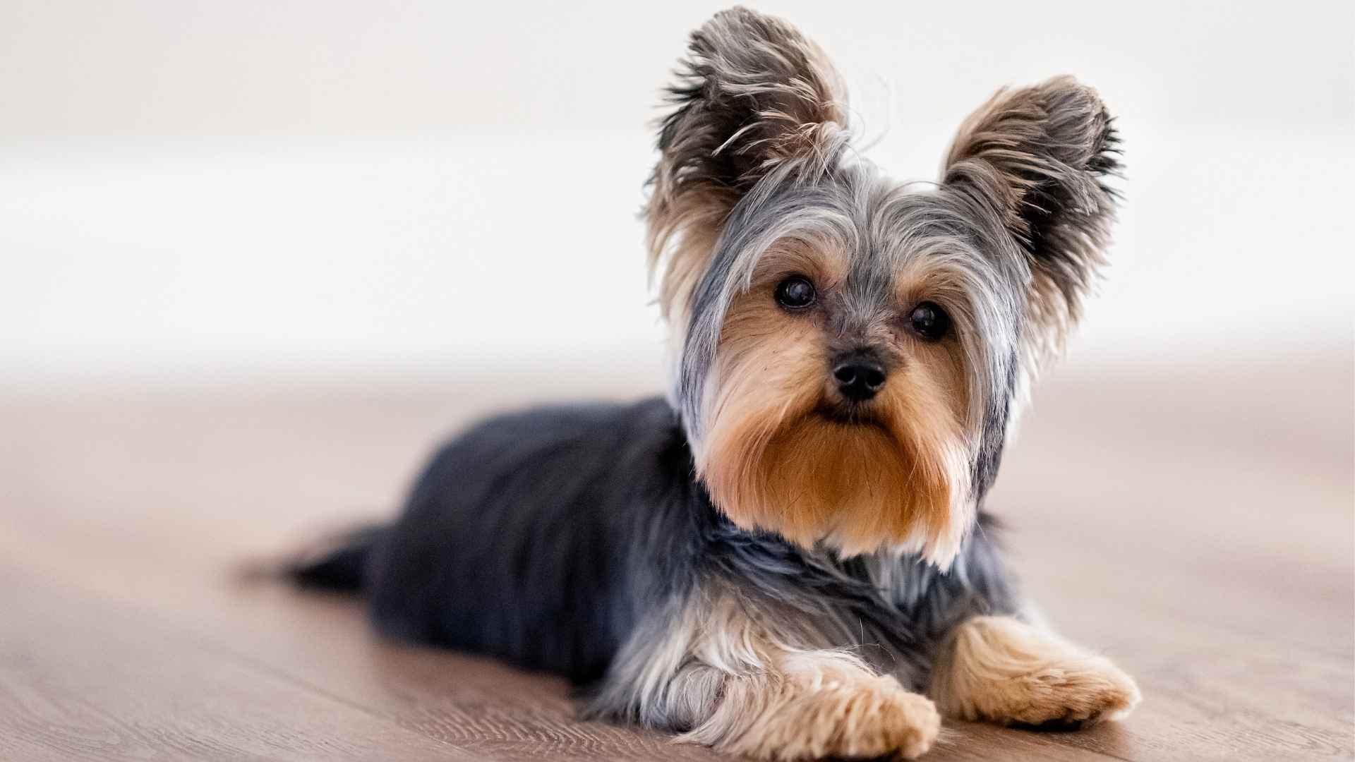 7 Small Black And Tan Dog Breeds You Should Know About