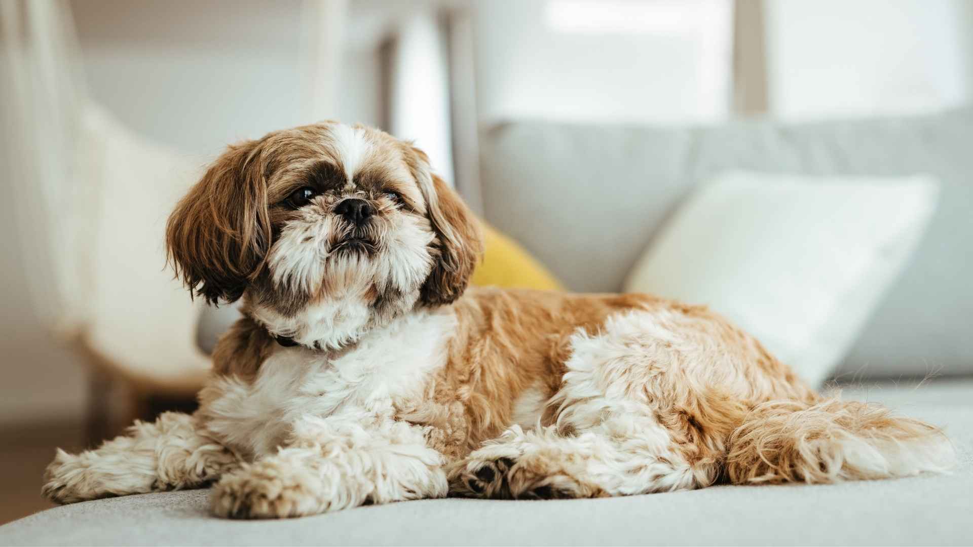 7 Small Calm Dog Breeds That Love to Chill