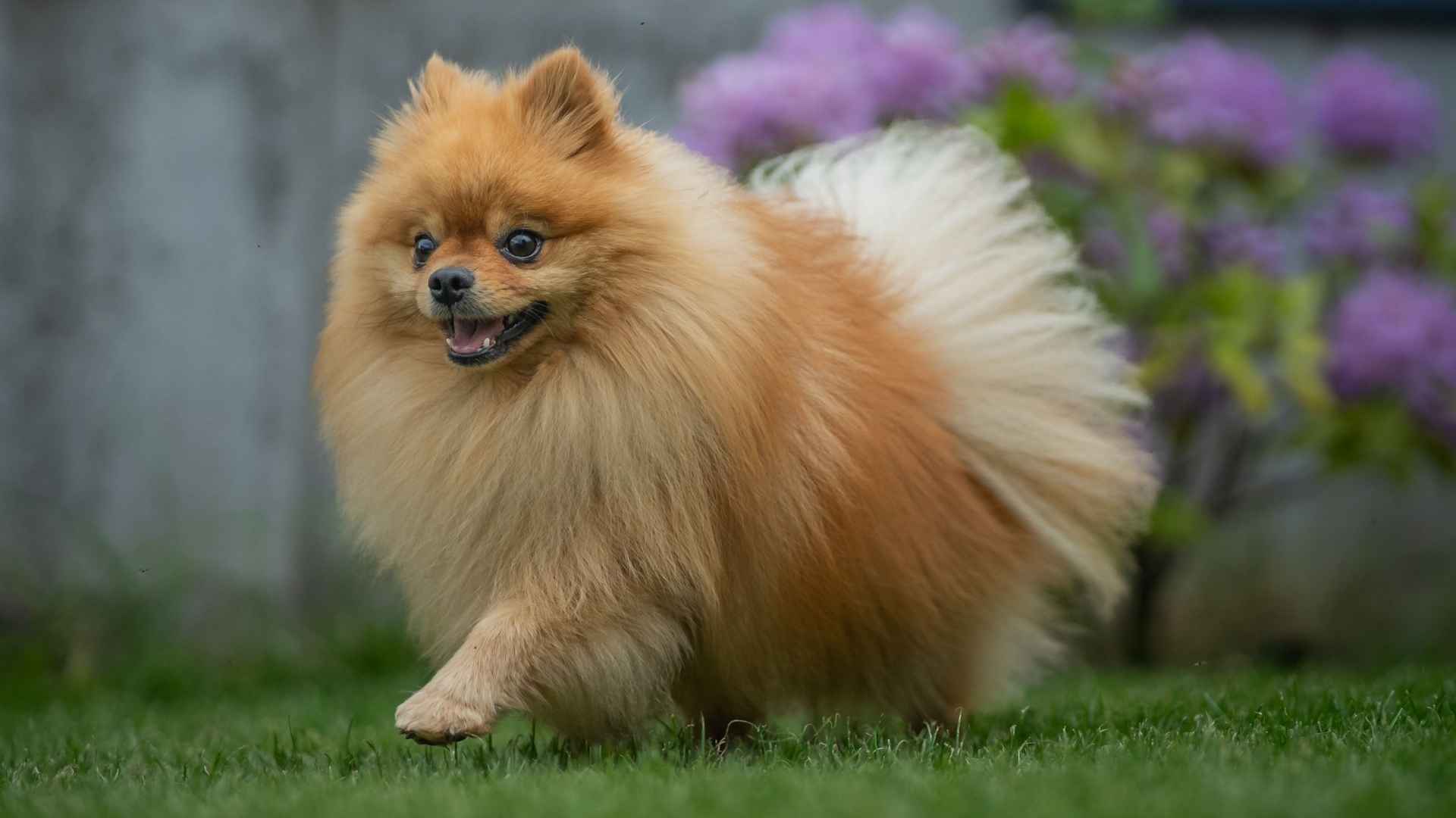 7 Small Cute Dog Breeds: The Ultimate Guide to Tiny, Adorable Pups