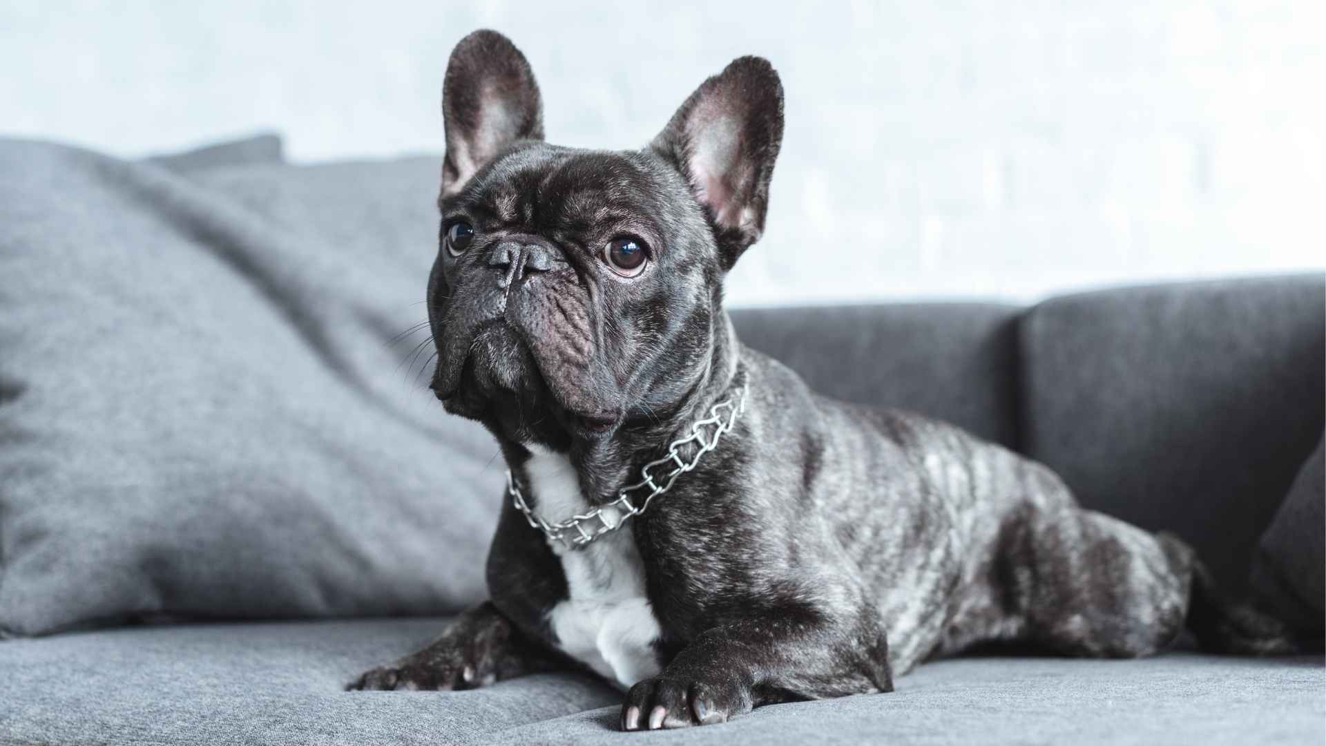 7 Small Dog Breeds That Are Calm: Perfect for Peaceful Homes