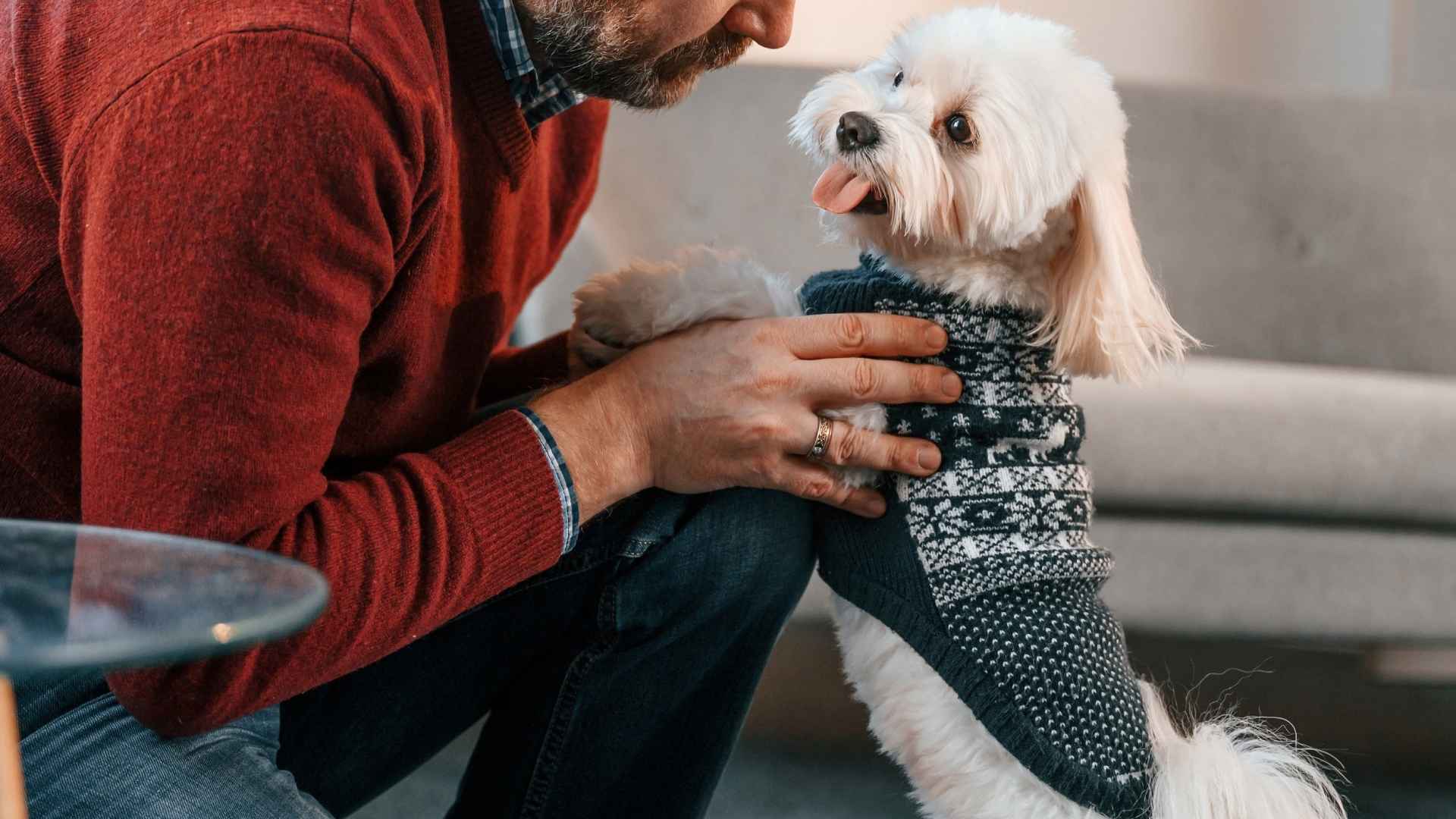 7 Small Dog Breeds with Big Hearts: Tiny Paws, Lots of Love