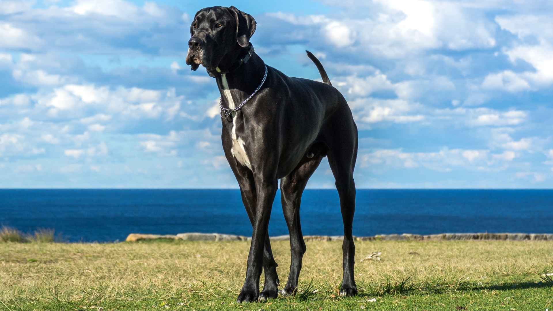 7 Small Hairy Dog Breeds That Are Too Cute to Handle
