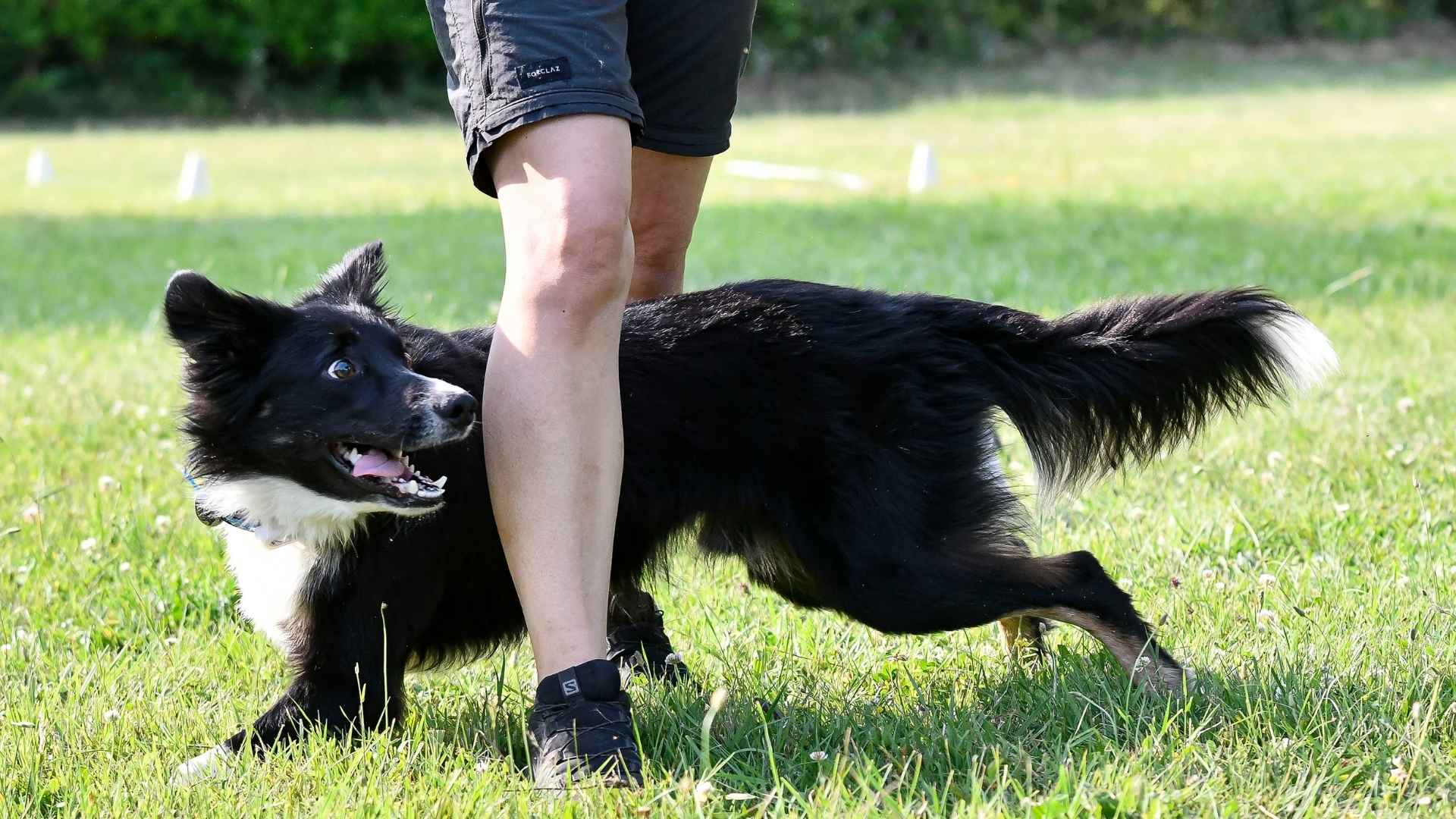 7 Smart Mid-Sized Dog Breeds That Make Training a Breeze