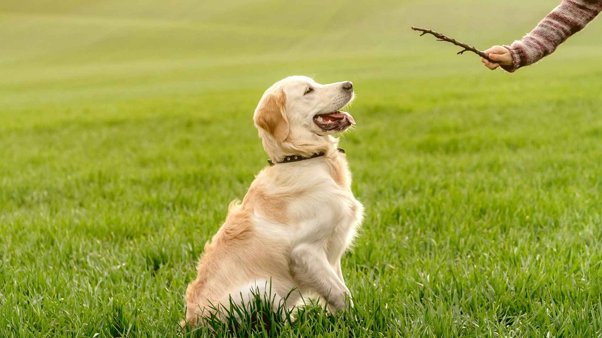 7 Smartest Dog Breeds Ranked for 2025: Meet the Canine Geniuses