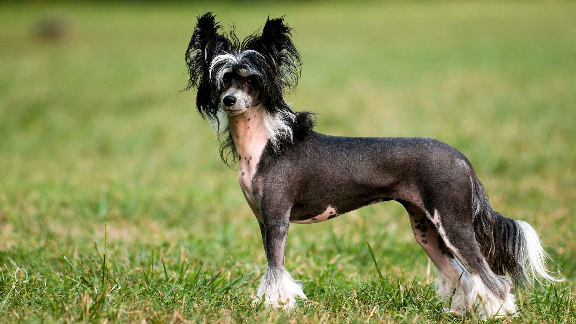 7 Smokin' Hot Naked Dog Breeds That Turn Heads
