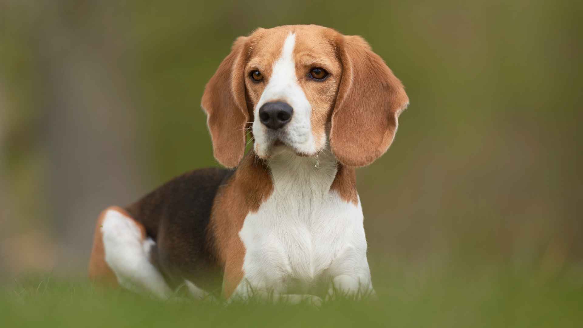 7 Smooth Dog Breeds That Look Good Without the Fuss