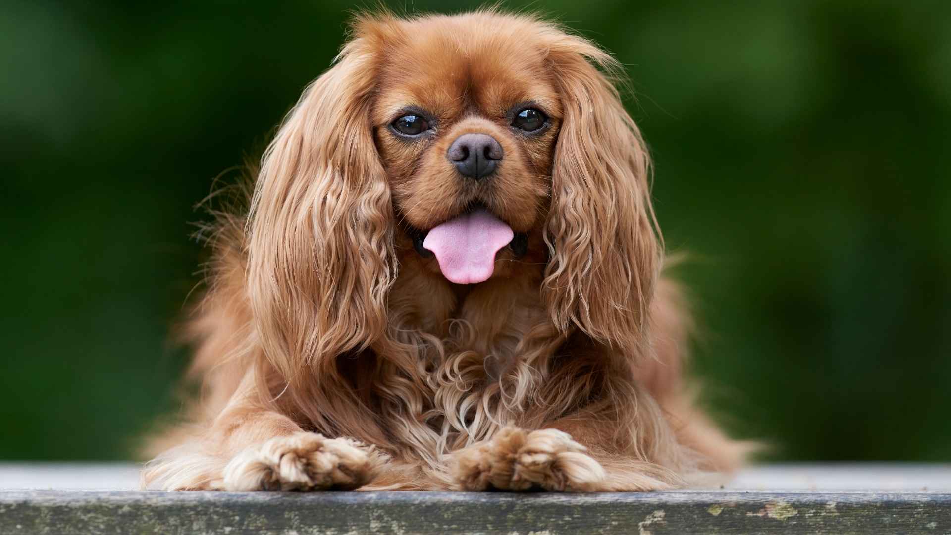 7 Spaniel Dog Breeds That Combine Beauty and Brains