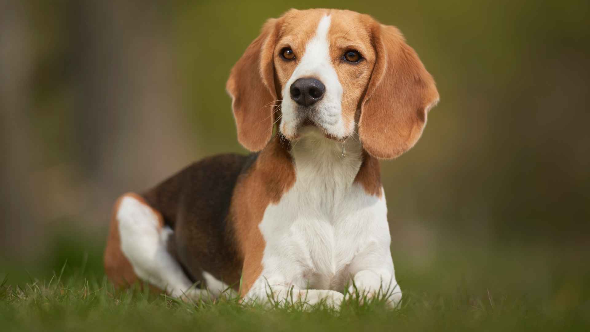 7 Striking Tri-Color Dog Breeds: Three Colors Are Better Than One