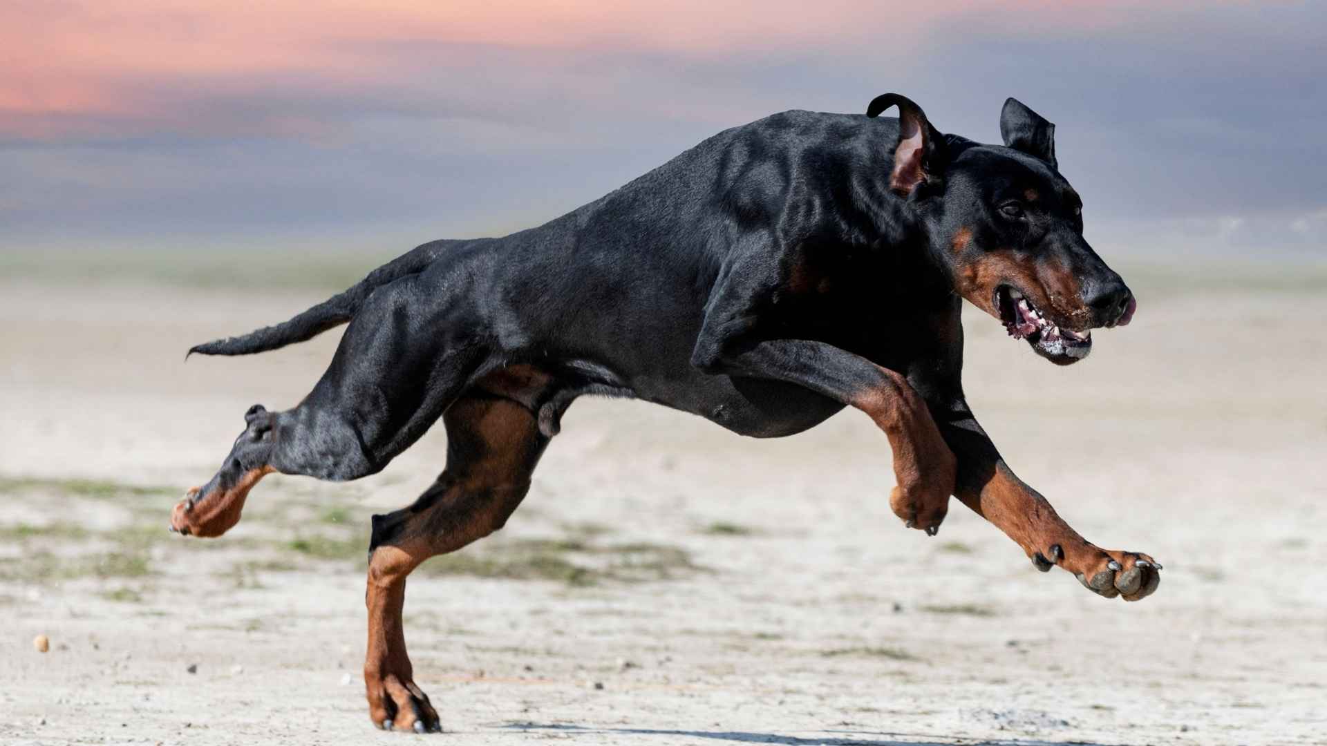 7 Strongest Dog Breeds That Excel in Protection, Work, and Sport