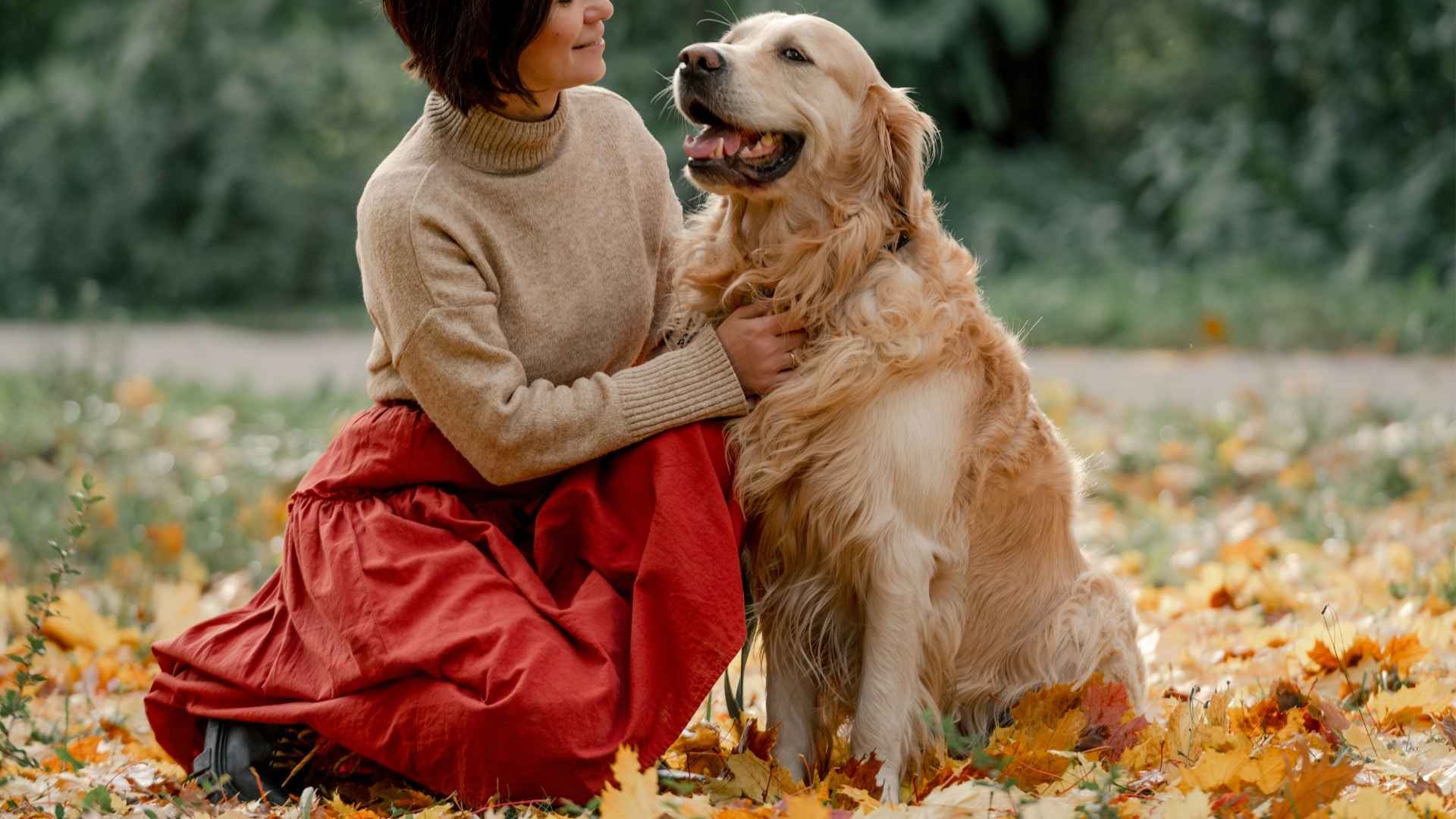 7 Super Calm Therapy Dog Breeds for Stress Relief