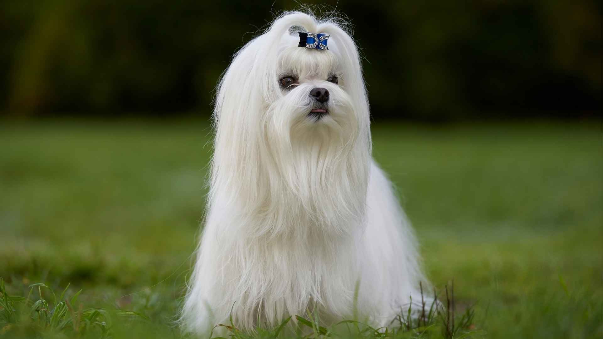 7 Super Soft Dog Breeds That Have the Dreamiest Coats