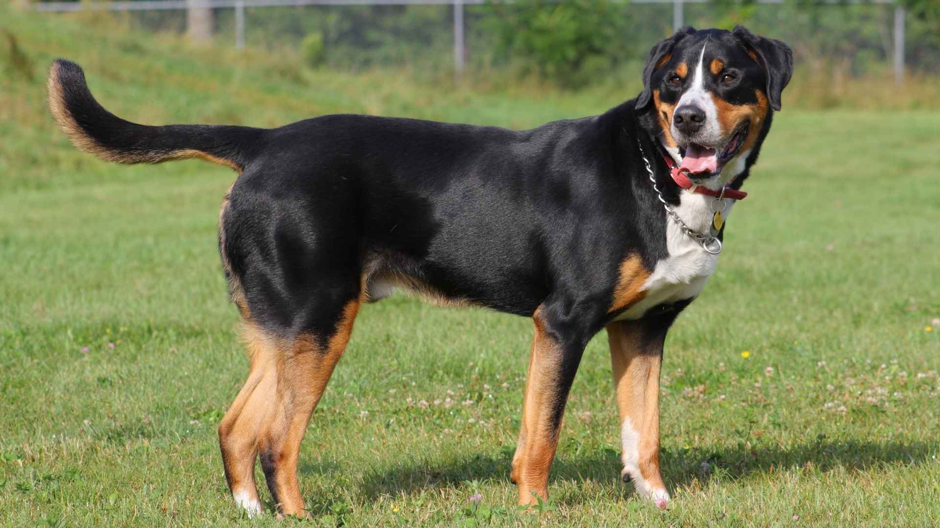 7 Swiss Dog Breeds: Big Hearts & Snowy Origins