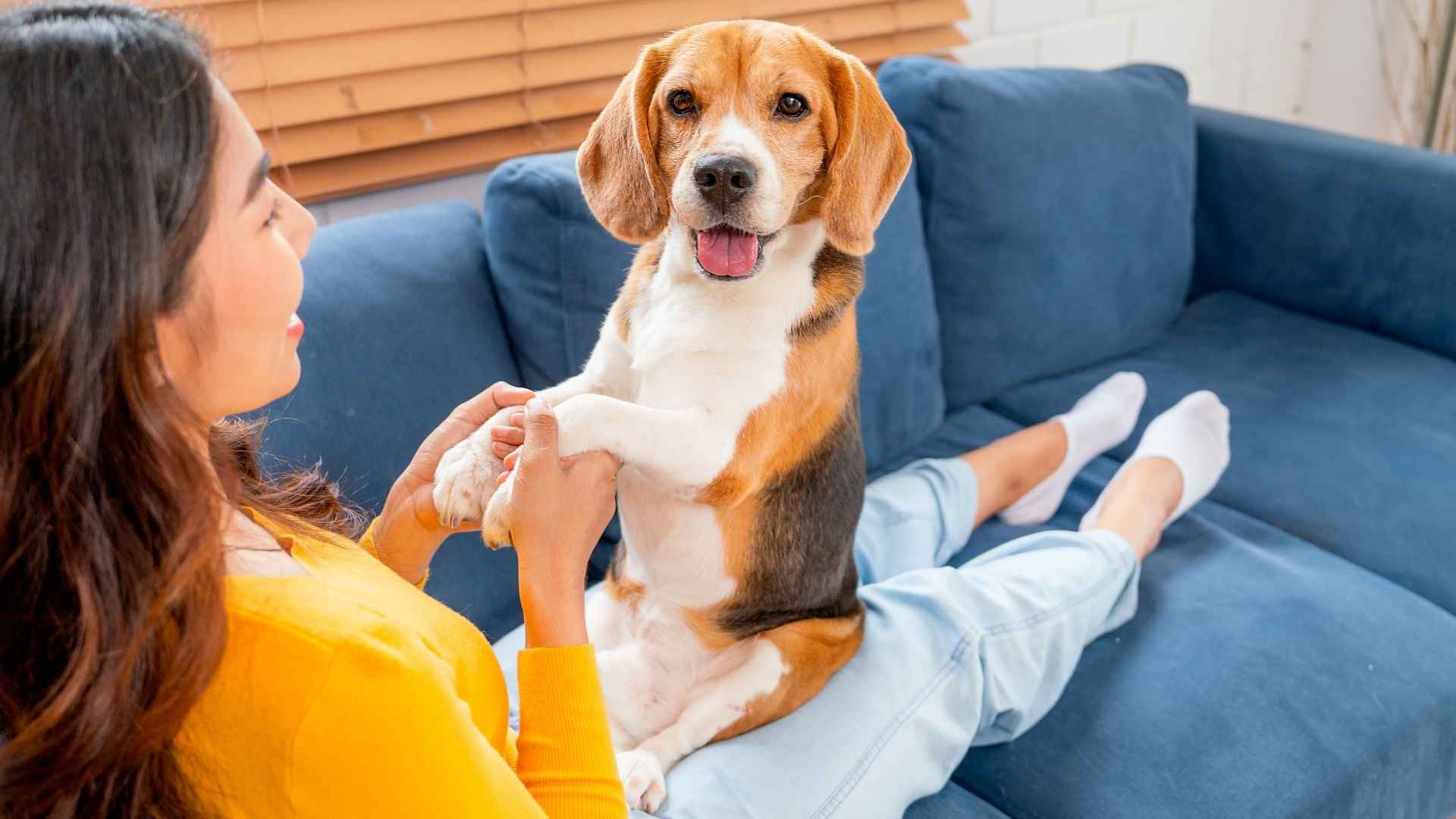 7 Talkative Dog Breeds That Will Make Your Home Livelier and Louder