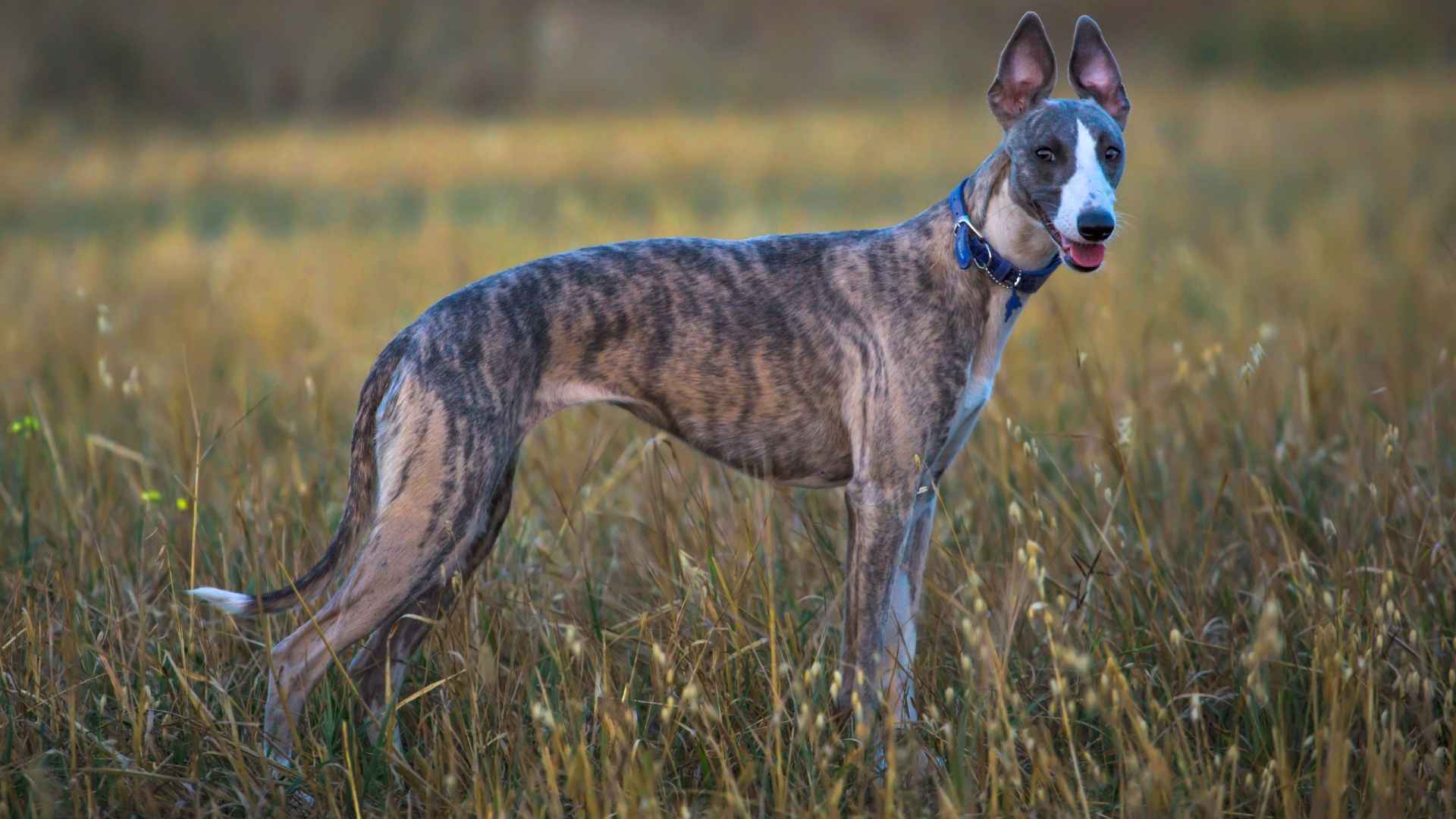 7 Tall Skinny Dog Breeds with a Streamlined Shape