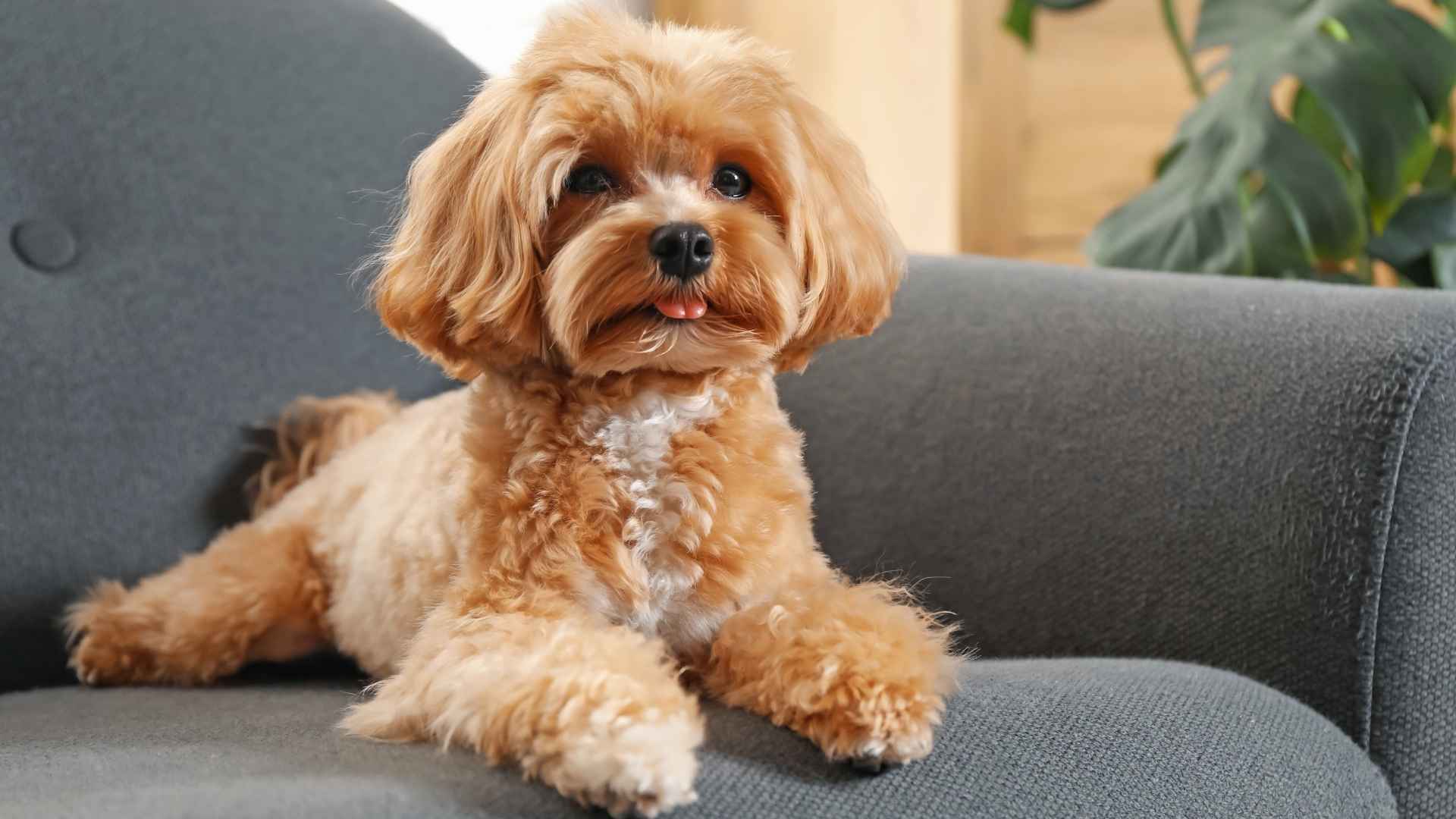 7 Teddy Bear Dog Breeds That Will Melt Your Heart