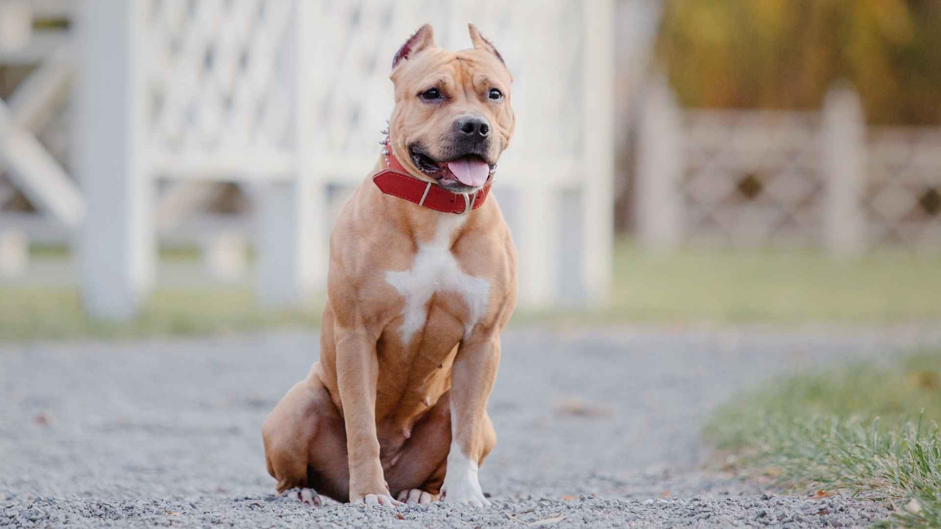 7 Terrier Dog Breeds: Small But Fiesty