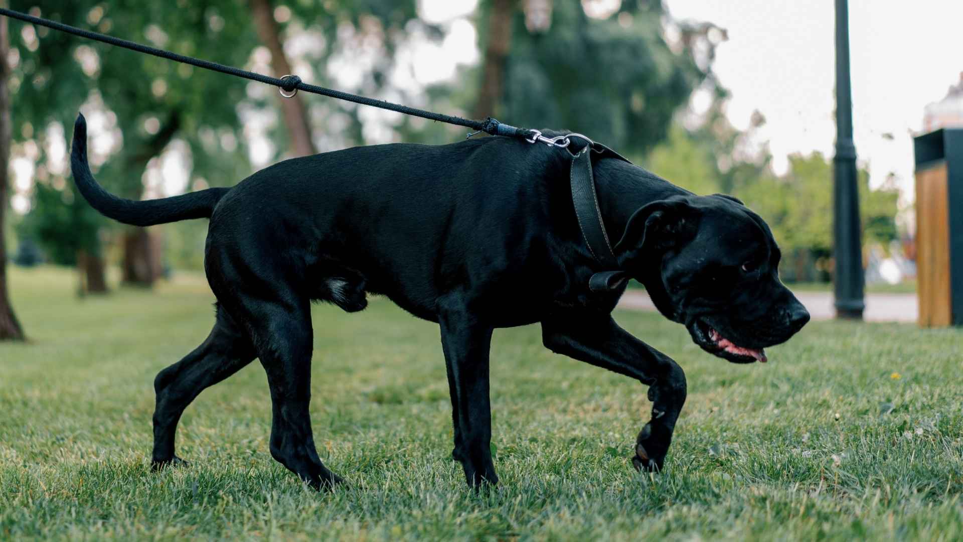 7 The Most Dominant Dog Breeds: Sturdy And Strong-Willed