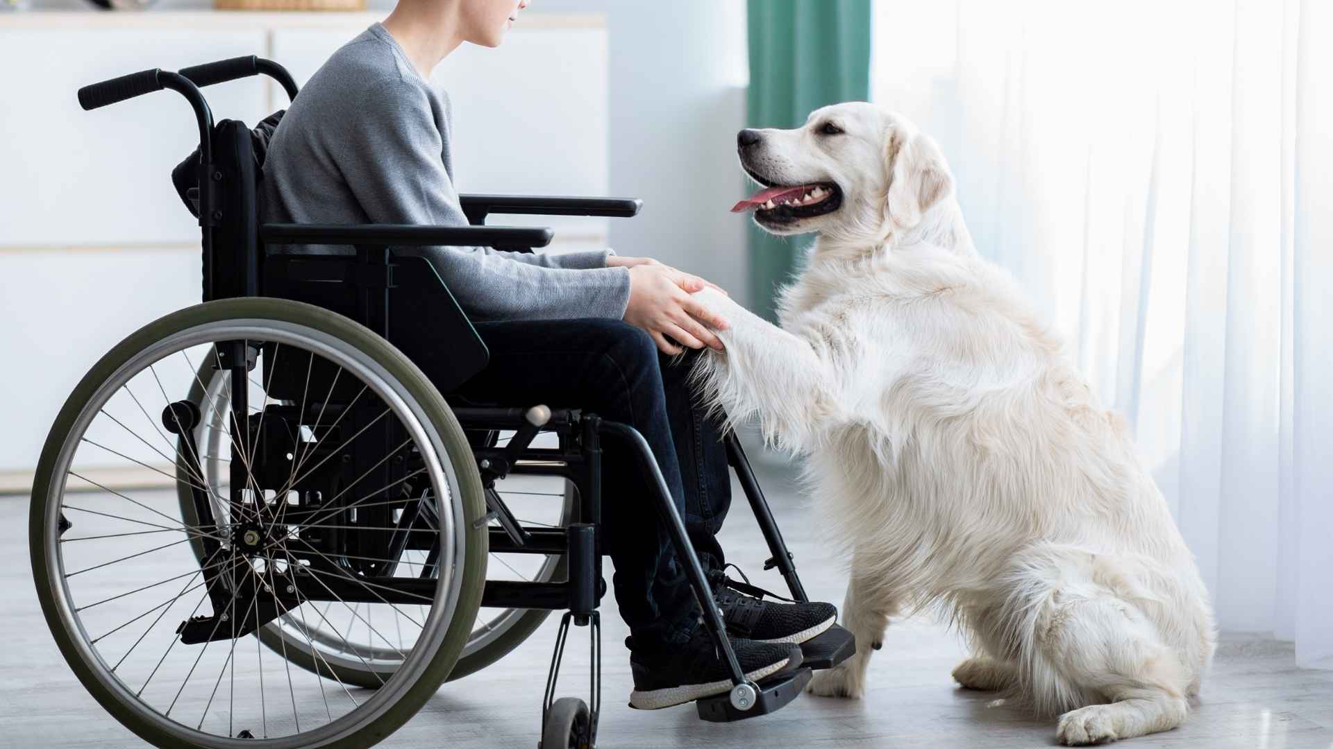 7 Therapy Dog Breeds That Are Changing Lives—Find Out Why