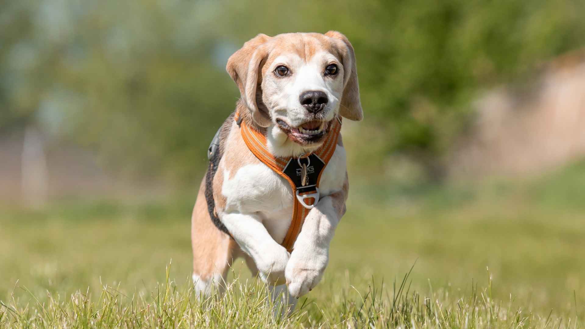 7 Top Escape Artist Dog Breeds to Watch Out For