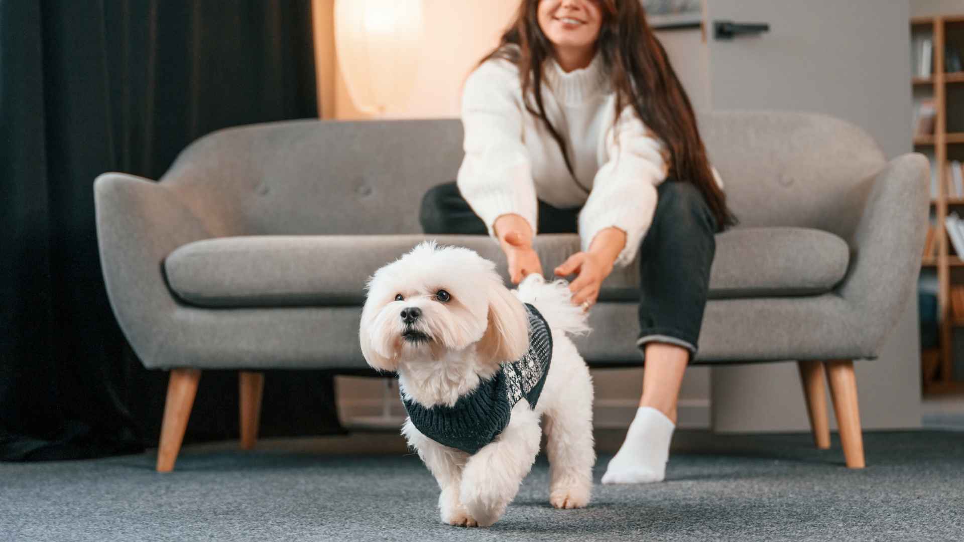 7 Toy Dog Breeds for Apartment Living That Love Cozy Spaces