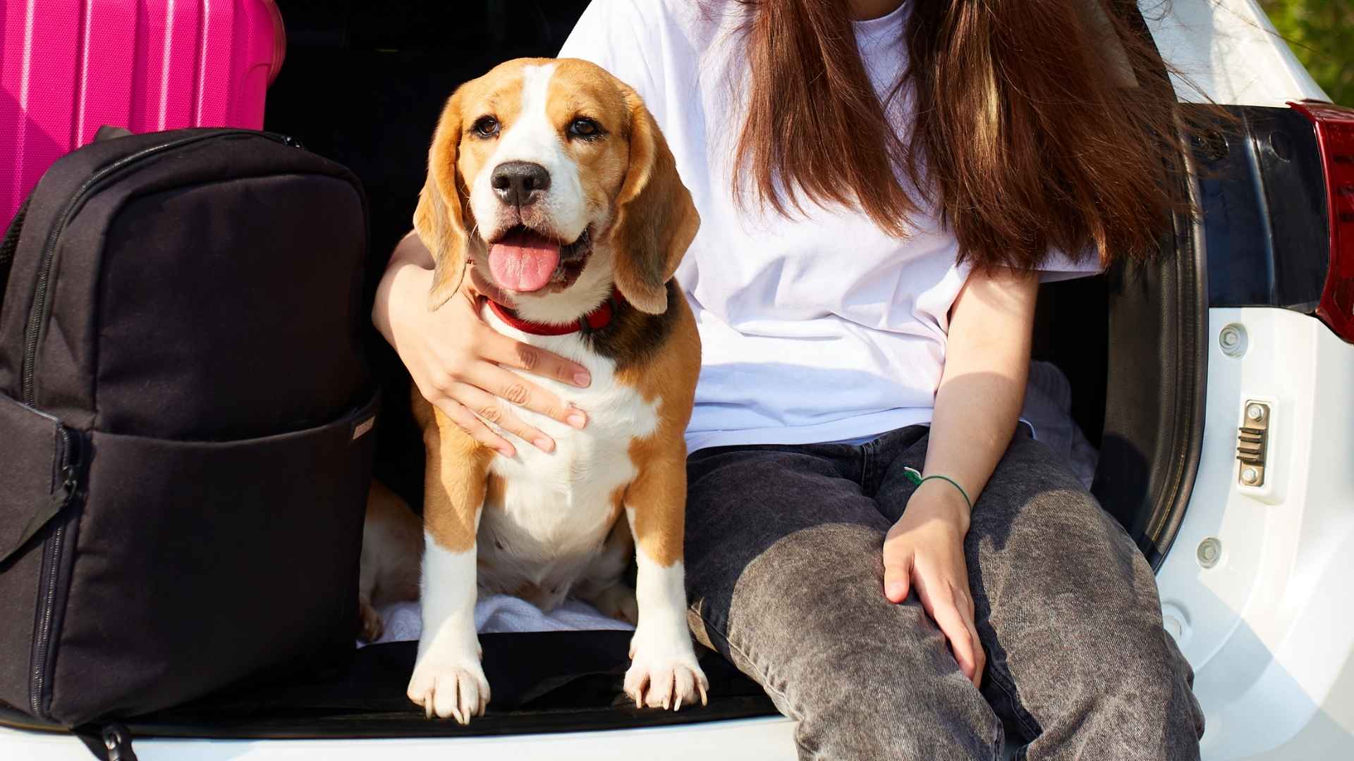 7 Travel-Friendly Dog Breeds That Love Adventure: Pack Your Bags